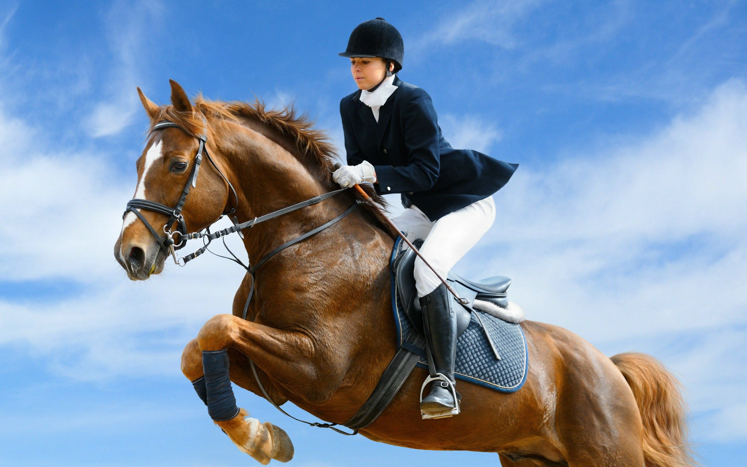 Equitation sports, Horse jumping, Equestrianism, Outdoor recreation, 2560x1600 HD Desktop