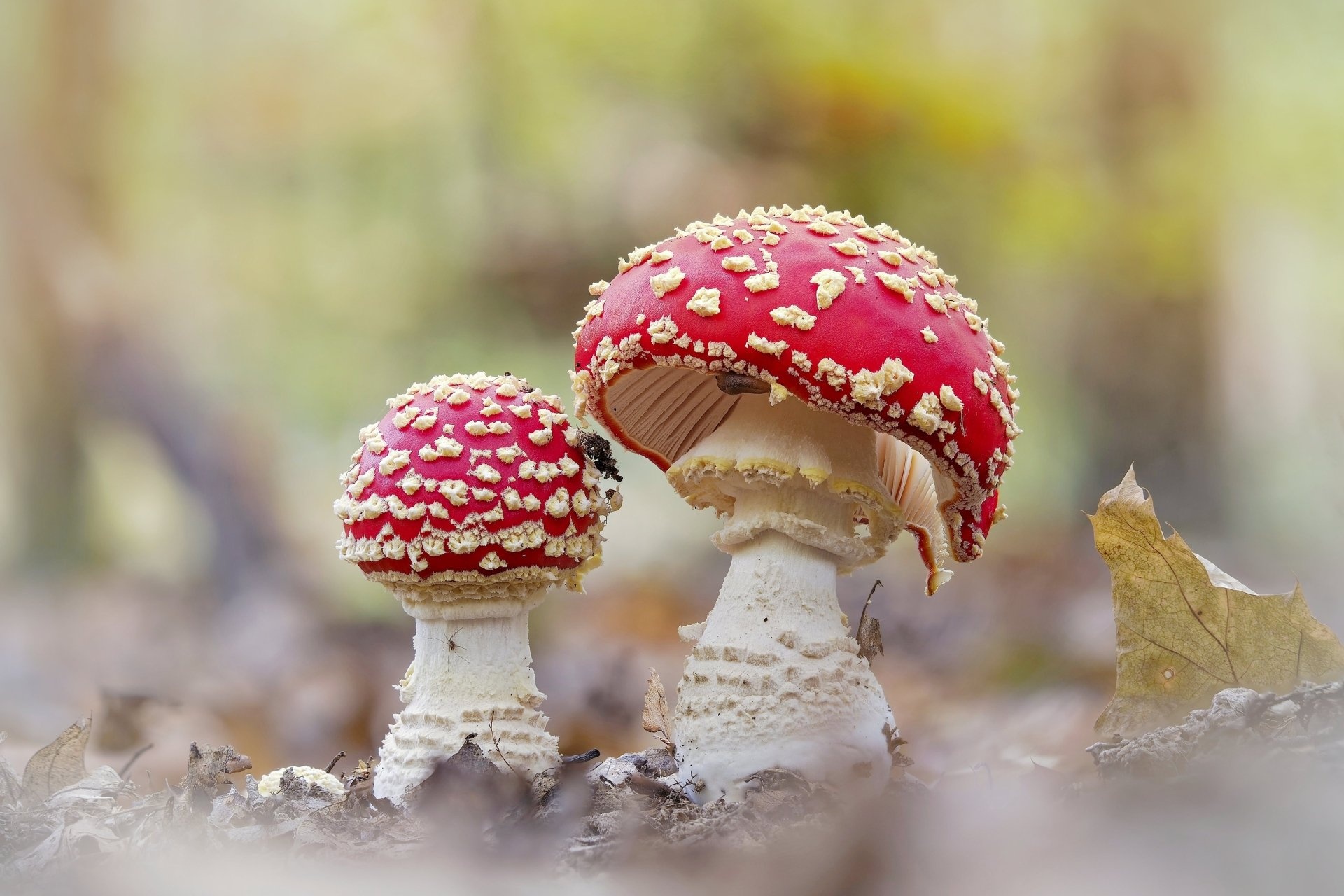Mushroom wallpaper, Free HD, Nature's artwork, Fungal beauty, 1920x1280 HD Desktop