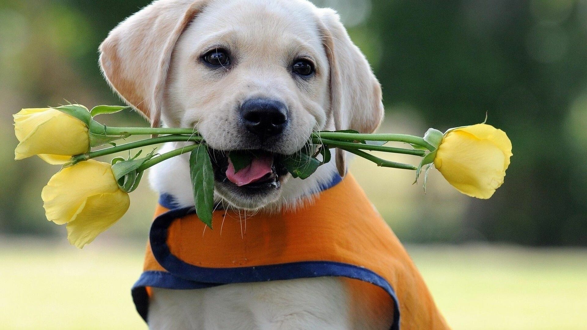 Holding roses, Labrador Retrievers Wallpaper, 1920x1080 Full HD Desktop