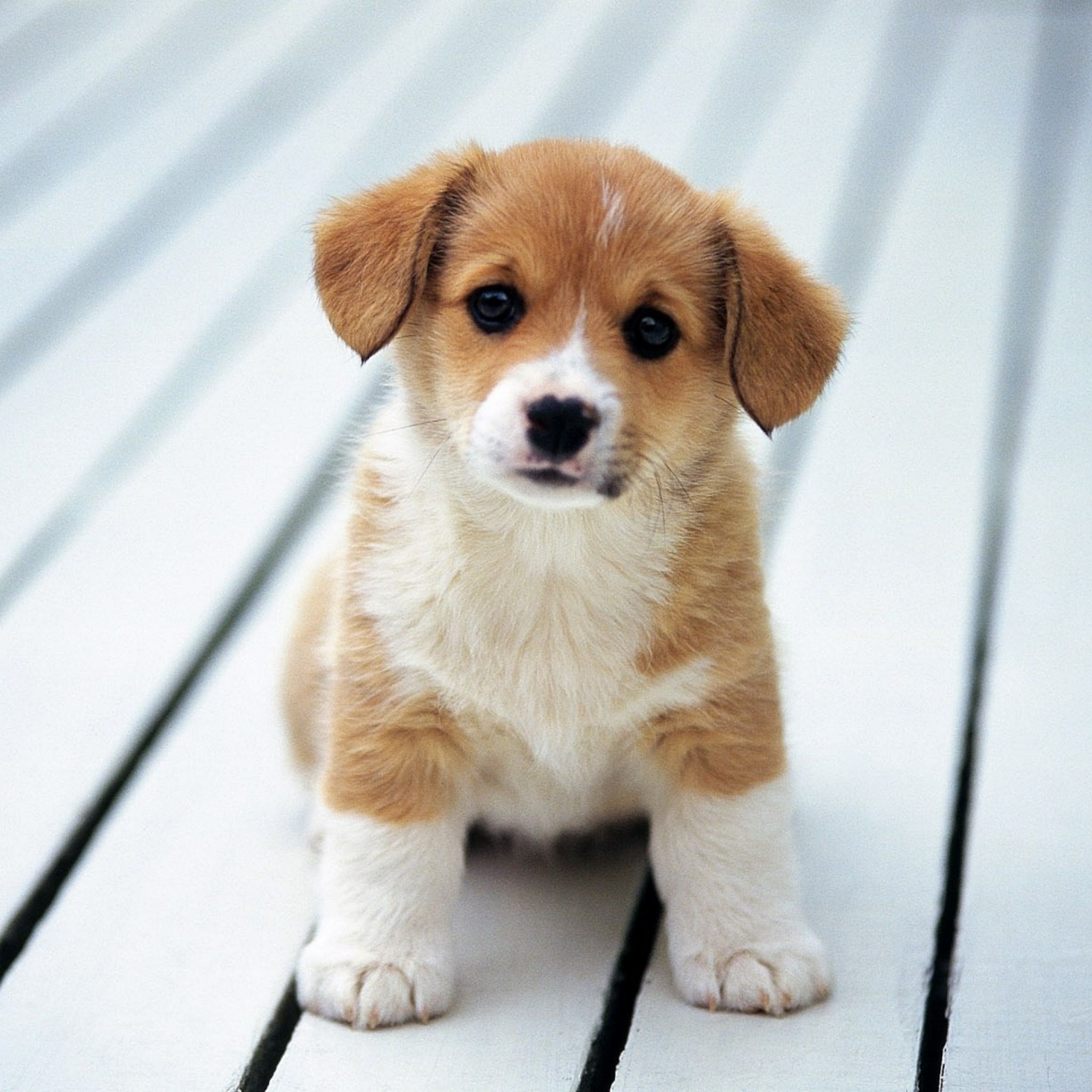 Pembroke Welsh Corgi puppy, White slatted wooden floor, Fluffy sitting puppy paws, HD Phone wallpaper