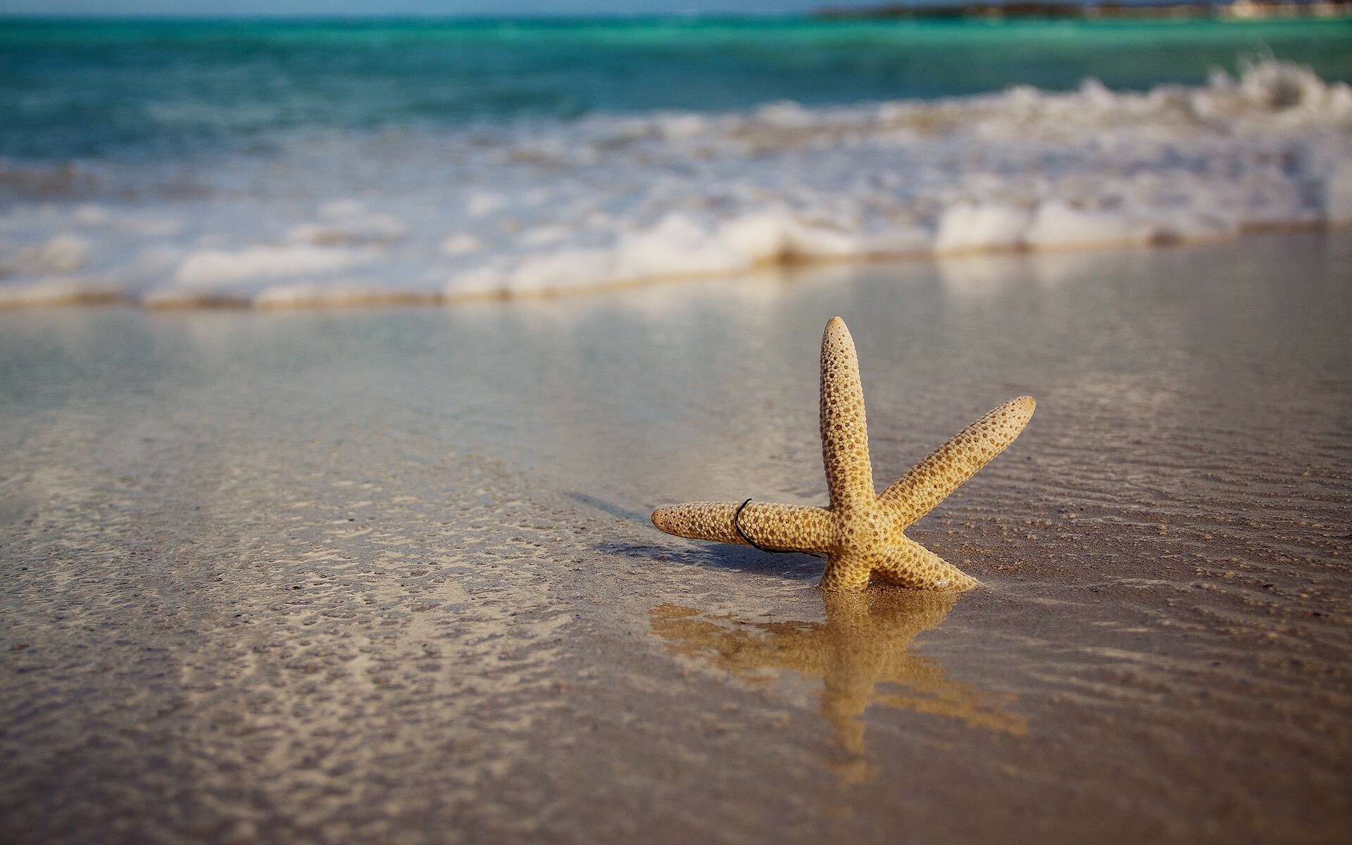 Starfish, Mobile wallpaper, Beach theme, Picture download, 1920x1200 HD Desktop