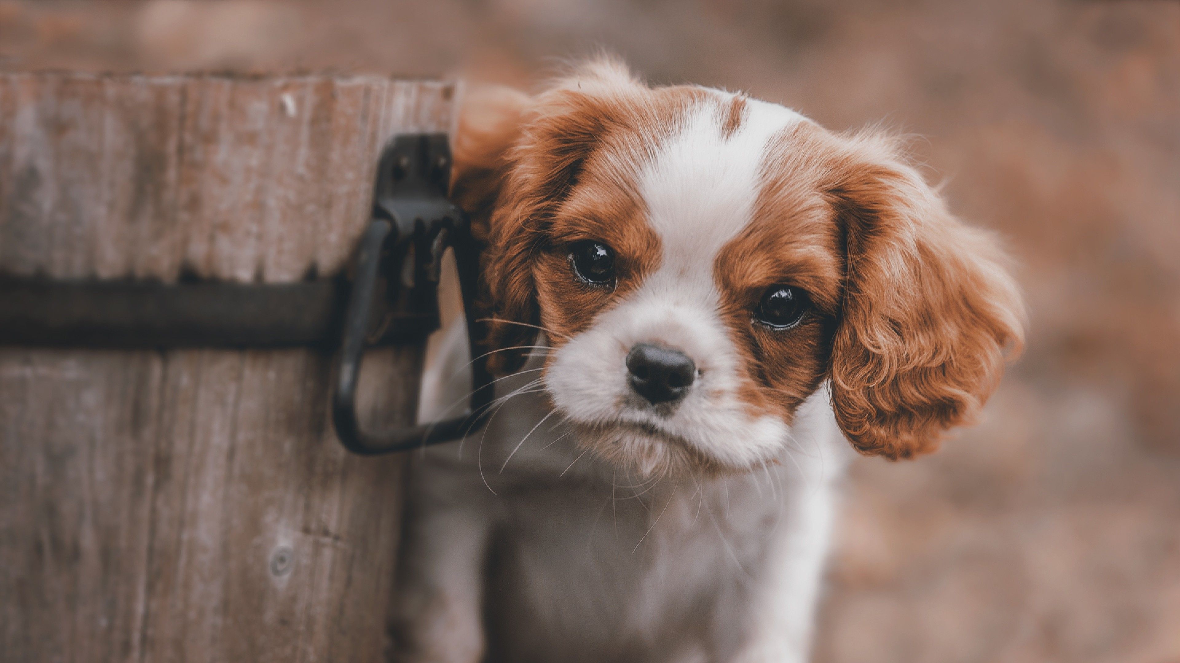 Spaniel, Cute Dogs Wallpaper, 3840x2160 4K Desktop