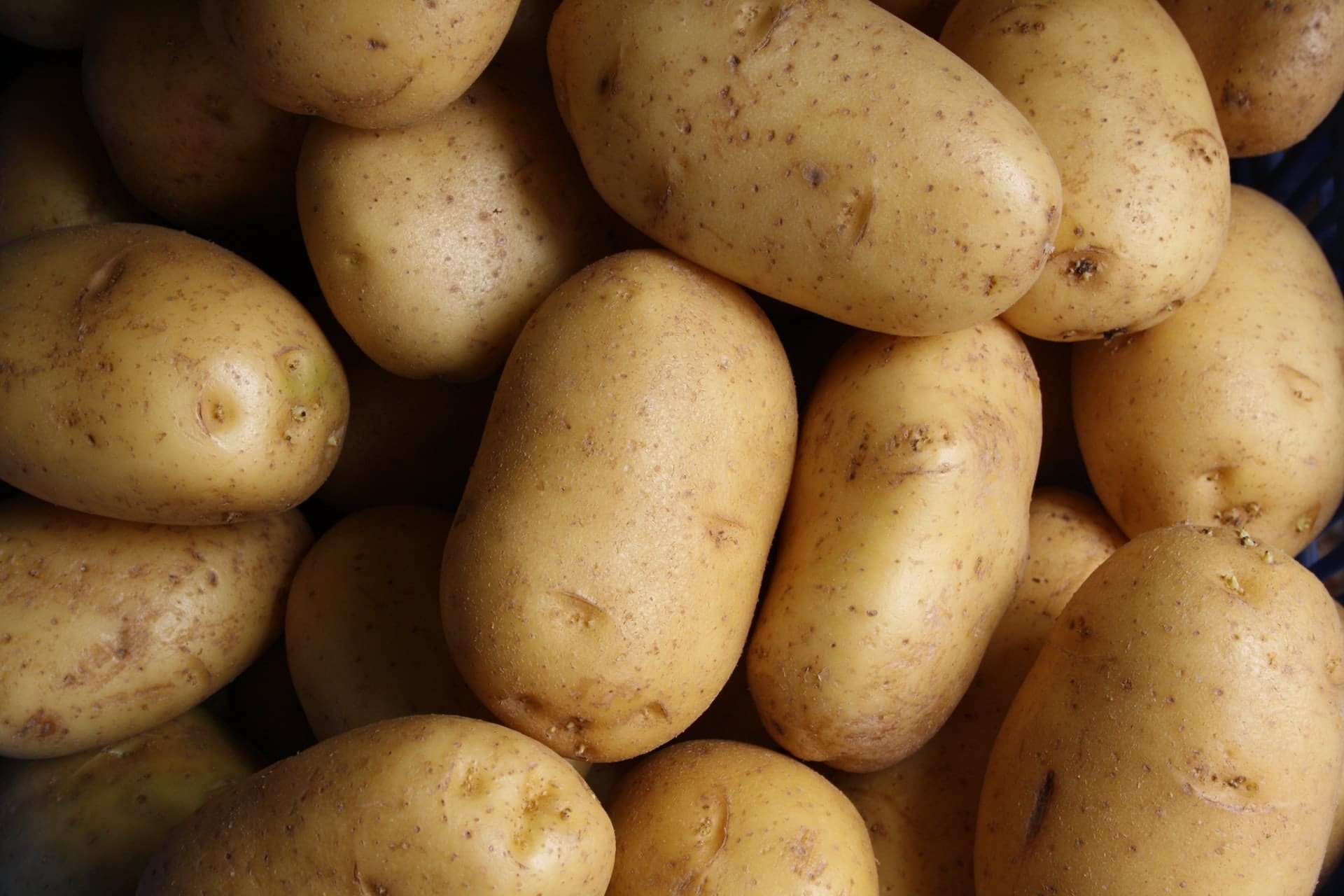 World's largest contender, Not an actual potato, Unusual story, Famous Manila Bulletin article, 1920x1280 HD Desktop