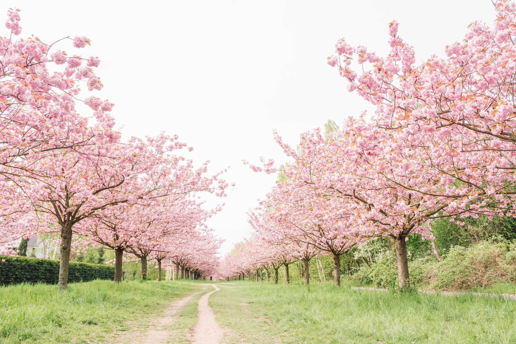 Pink sakura tree avenue, Winding dirt pathway, Lush green grass, HD Desktop wallpaper