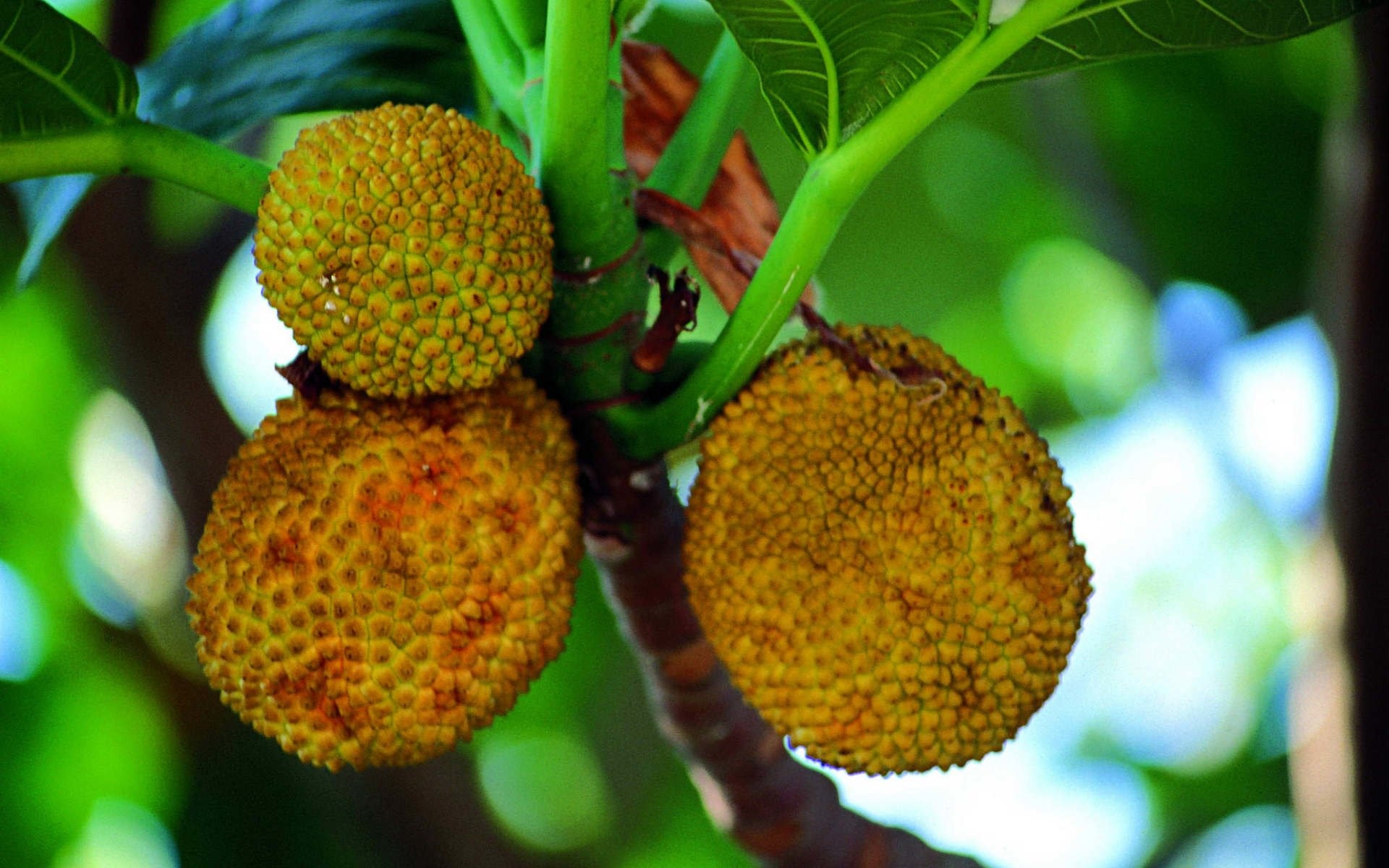 Jack-fruit, Exotic tropical fruit, Sweet and fragrant, Nutritional powerhouse, 1920x1200 HD Desktop