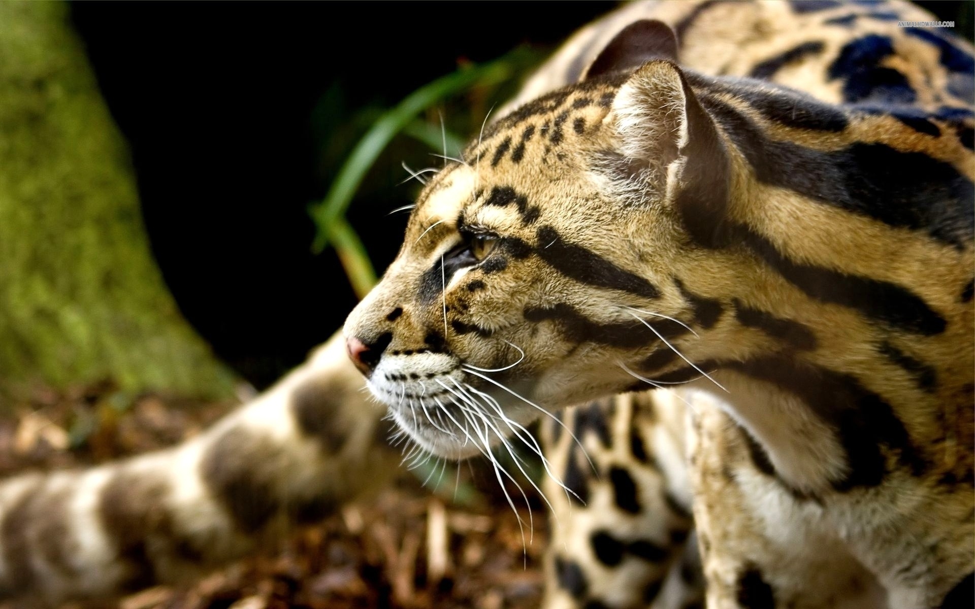 Ocelot hybrid domestic cat, Wildlife fascination, Unique creature, Captivating presence, 1920x1200 HD Desktop