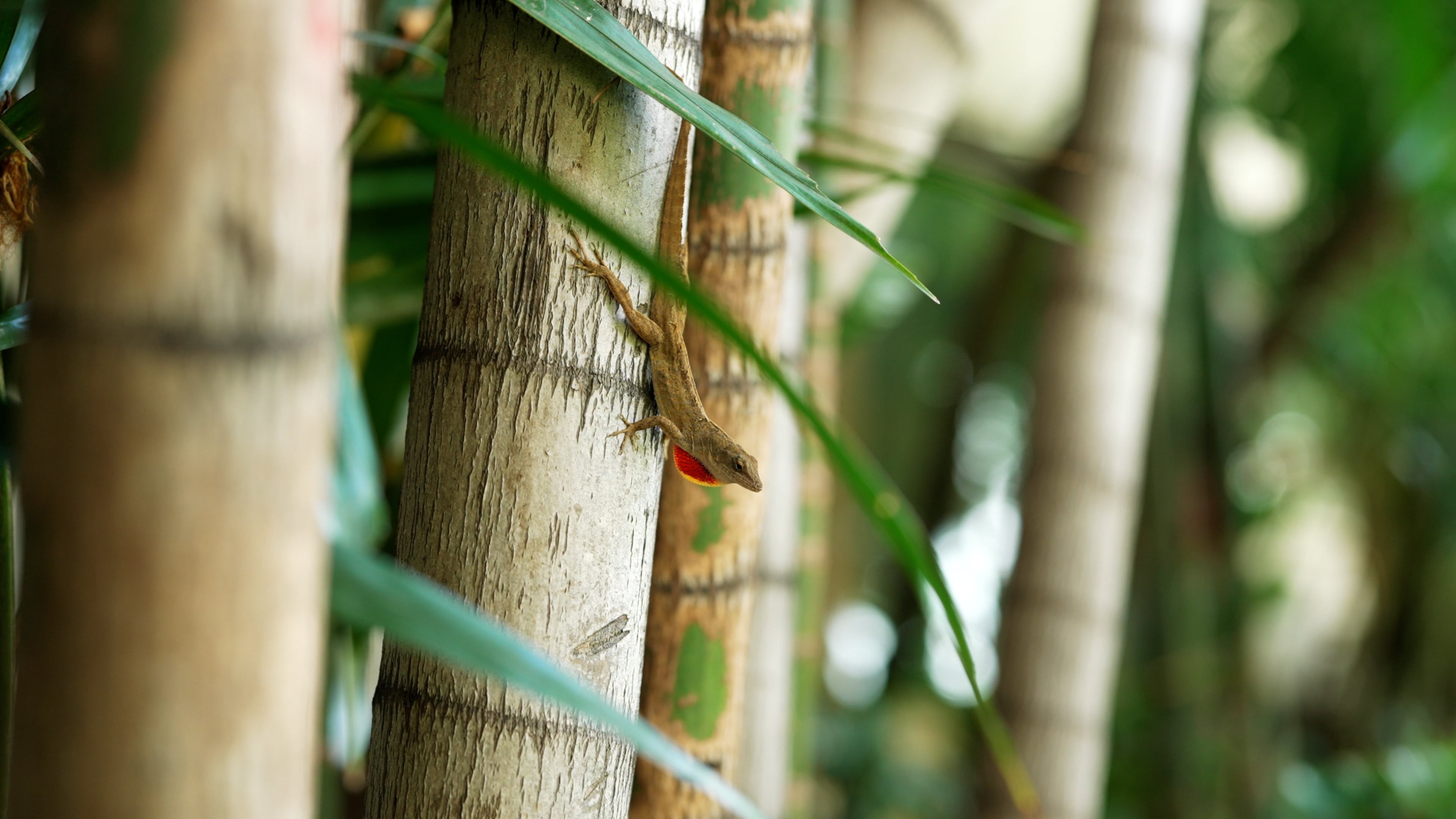 Bamboo nature, Free stock video, Phone backgrounds, Water fountain, 3840x2160 4K Desktop