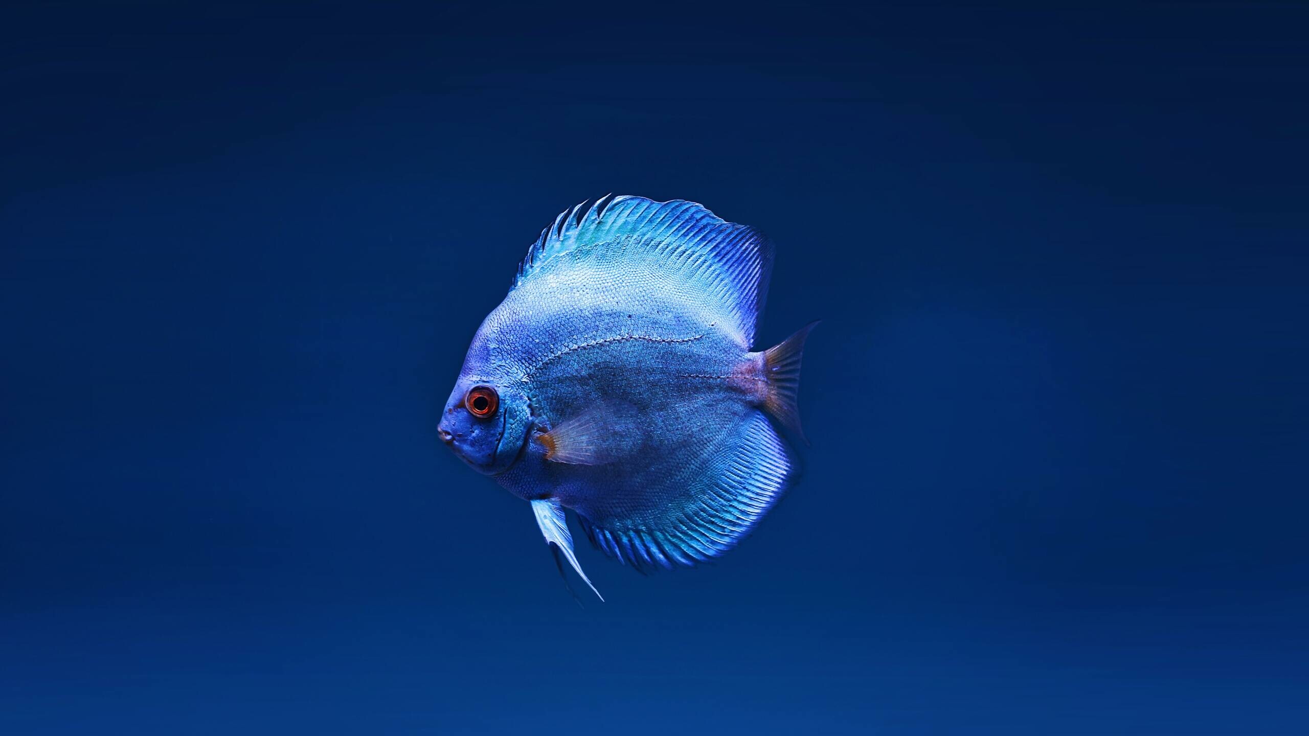 Blue discus, Fish Wallpaper, 2560x1440 HD Desktop