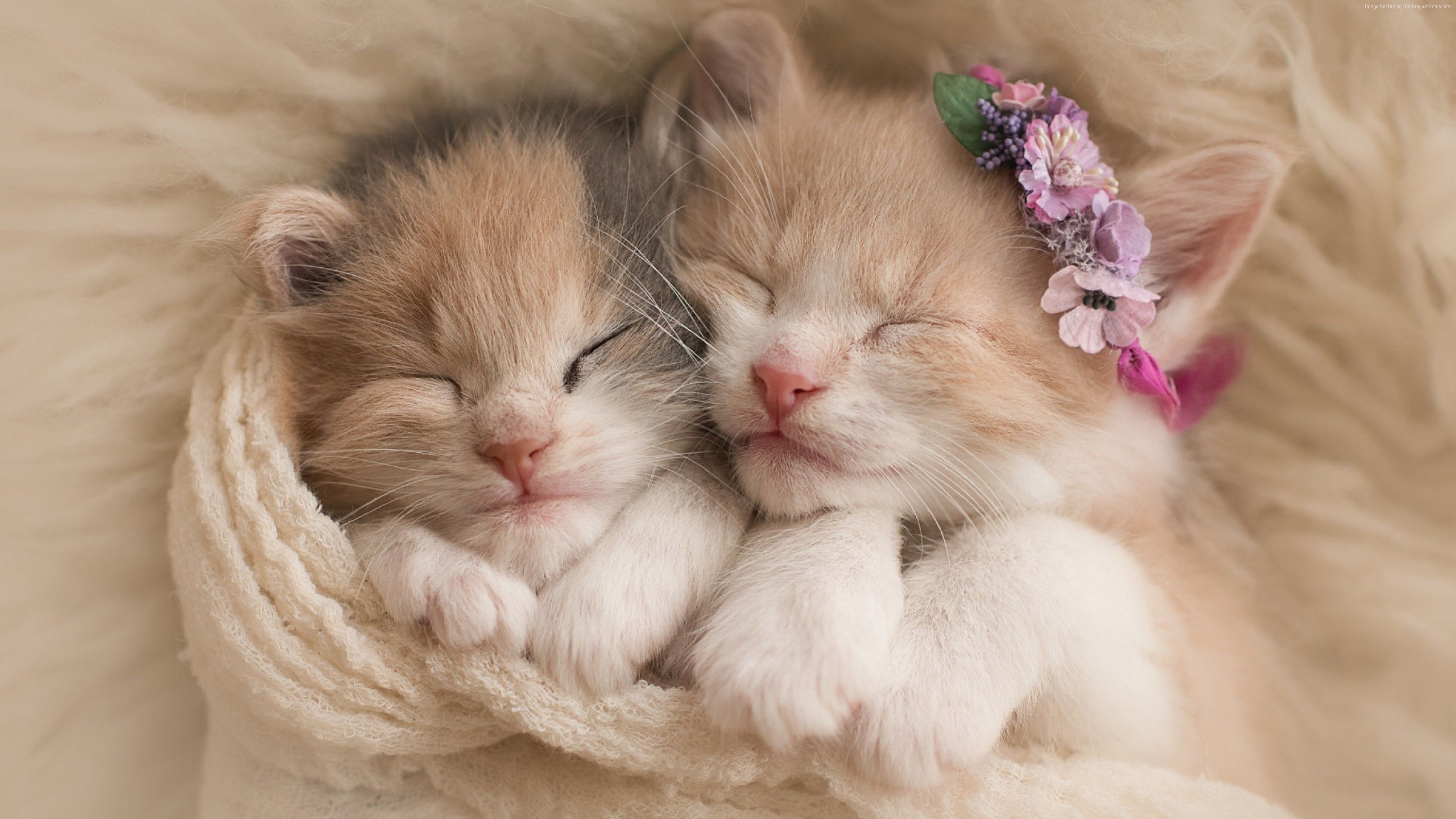 Sleeping newborn kittens, Pastel flower headband, Cream knit blanket, 4K Desktop wallpaper