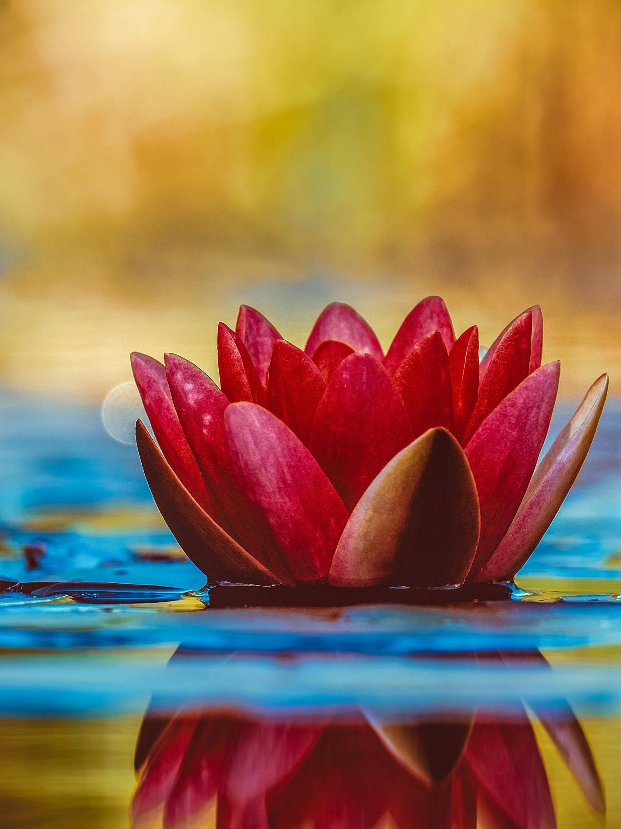 Nature, water lily, phone wallpapers, 2050x2740 HD Phone