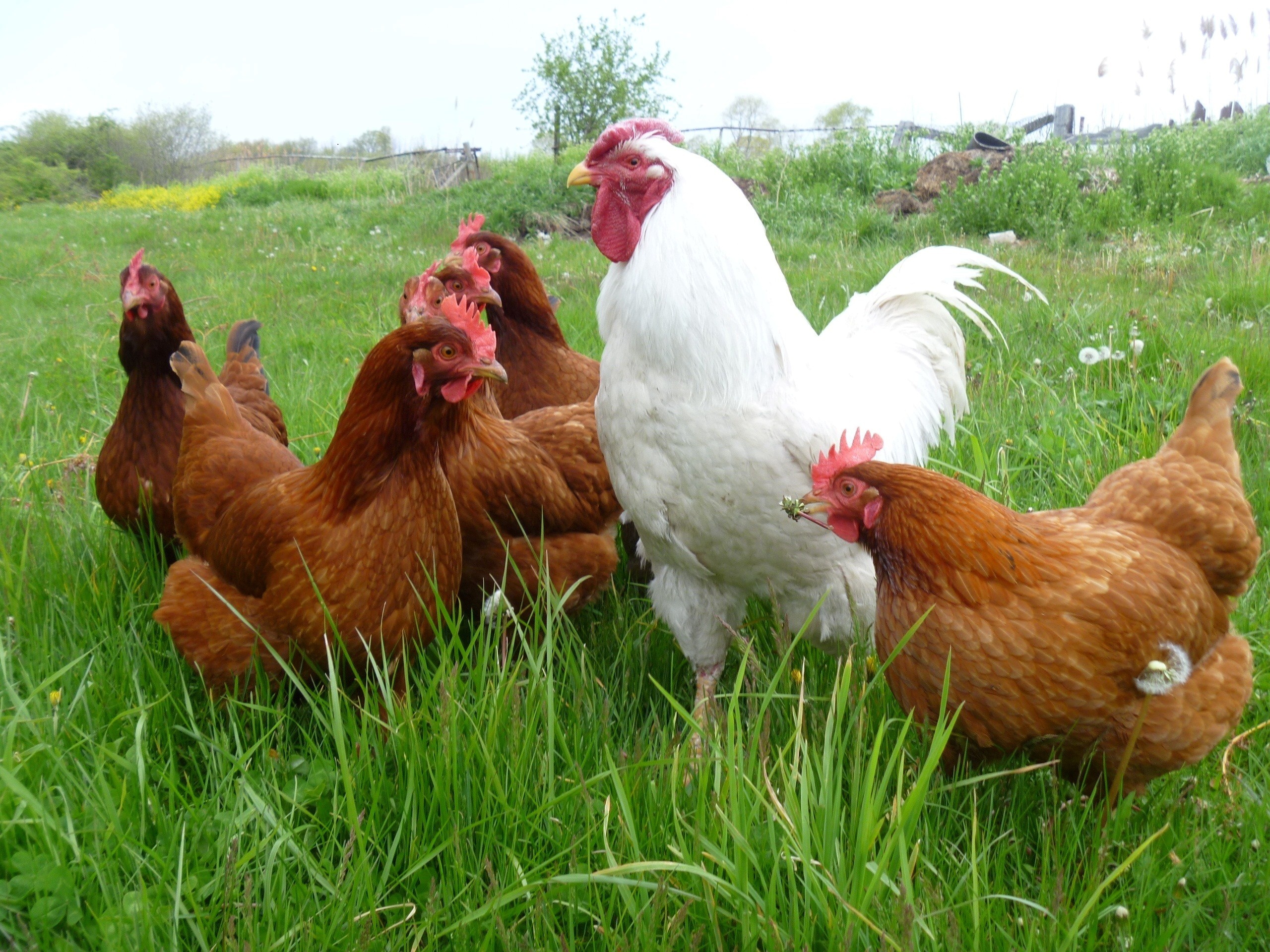 Hens in white, Chicken wallpaper, Adorable chicks, Fried chicken cravings, 2560x1920 HD Desktop