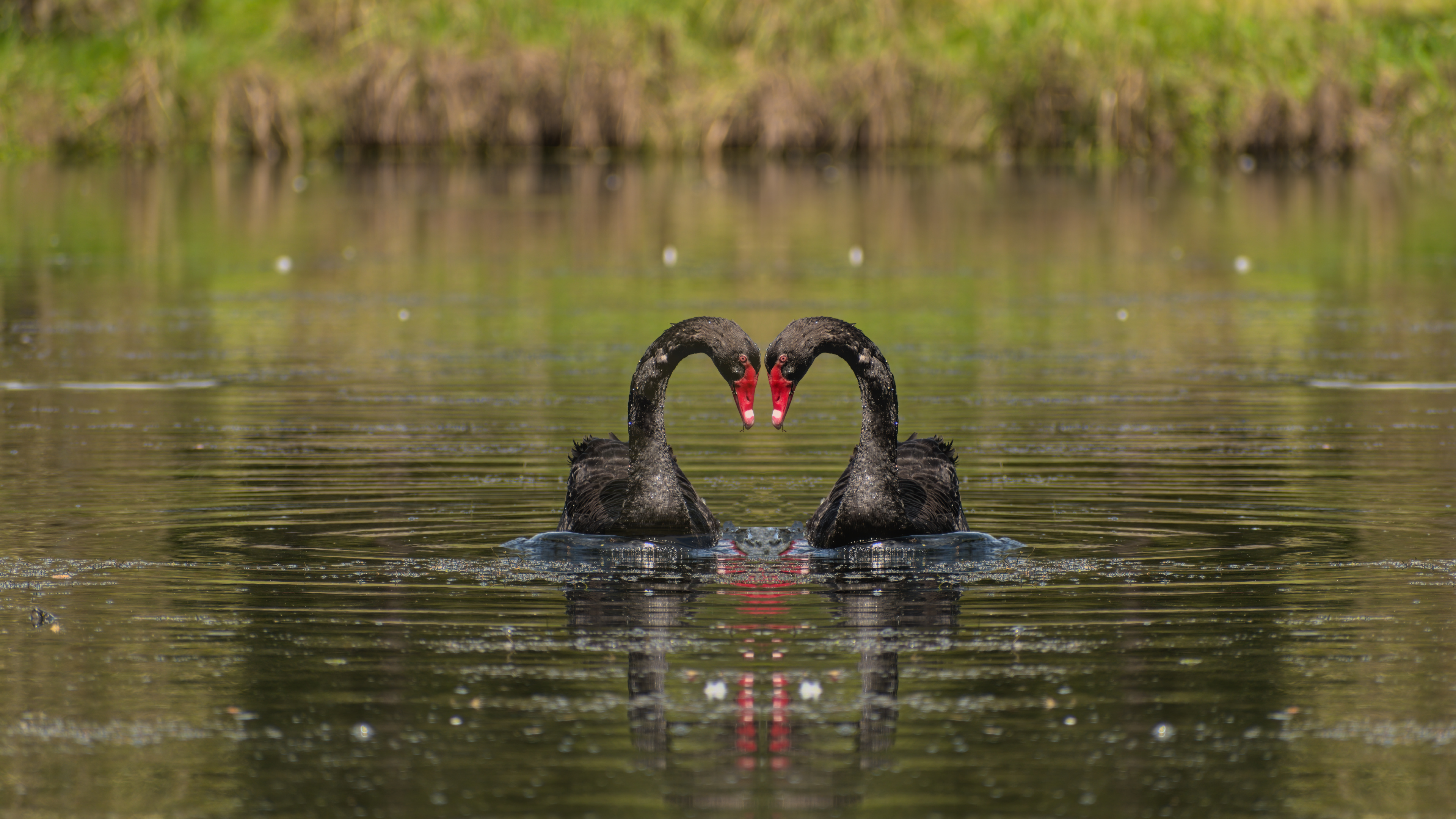 Black swan heart, Swan heart rwallpaper, Black swan heart, Swan, 3840x2160 4K Desktop