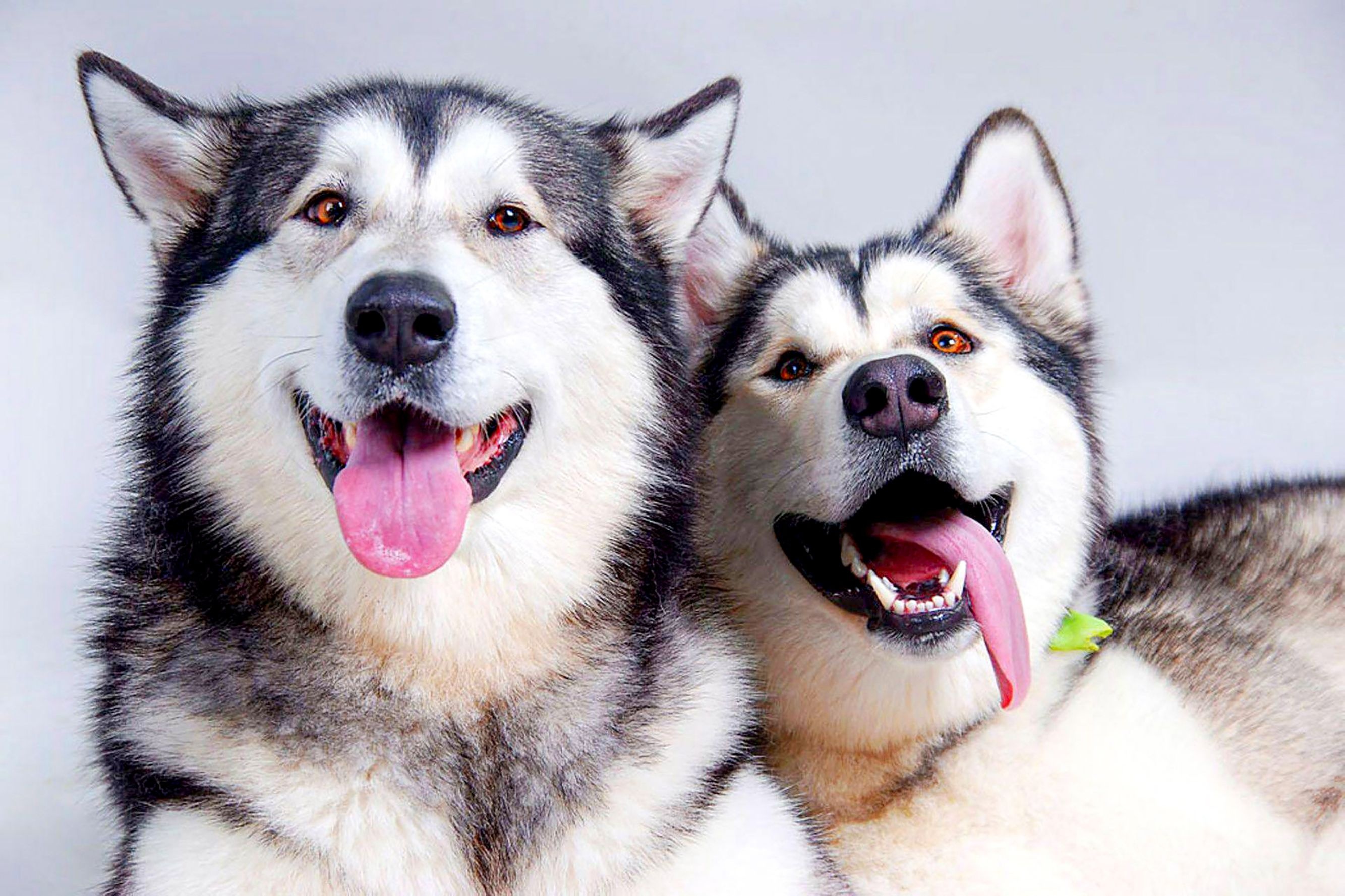 Couple, Alaskan Malamutes Wallpaper, 2670x1780 HD Desktop