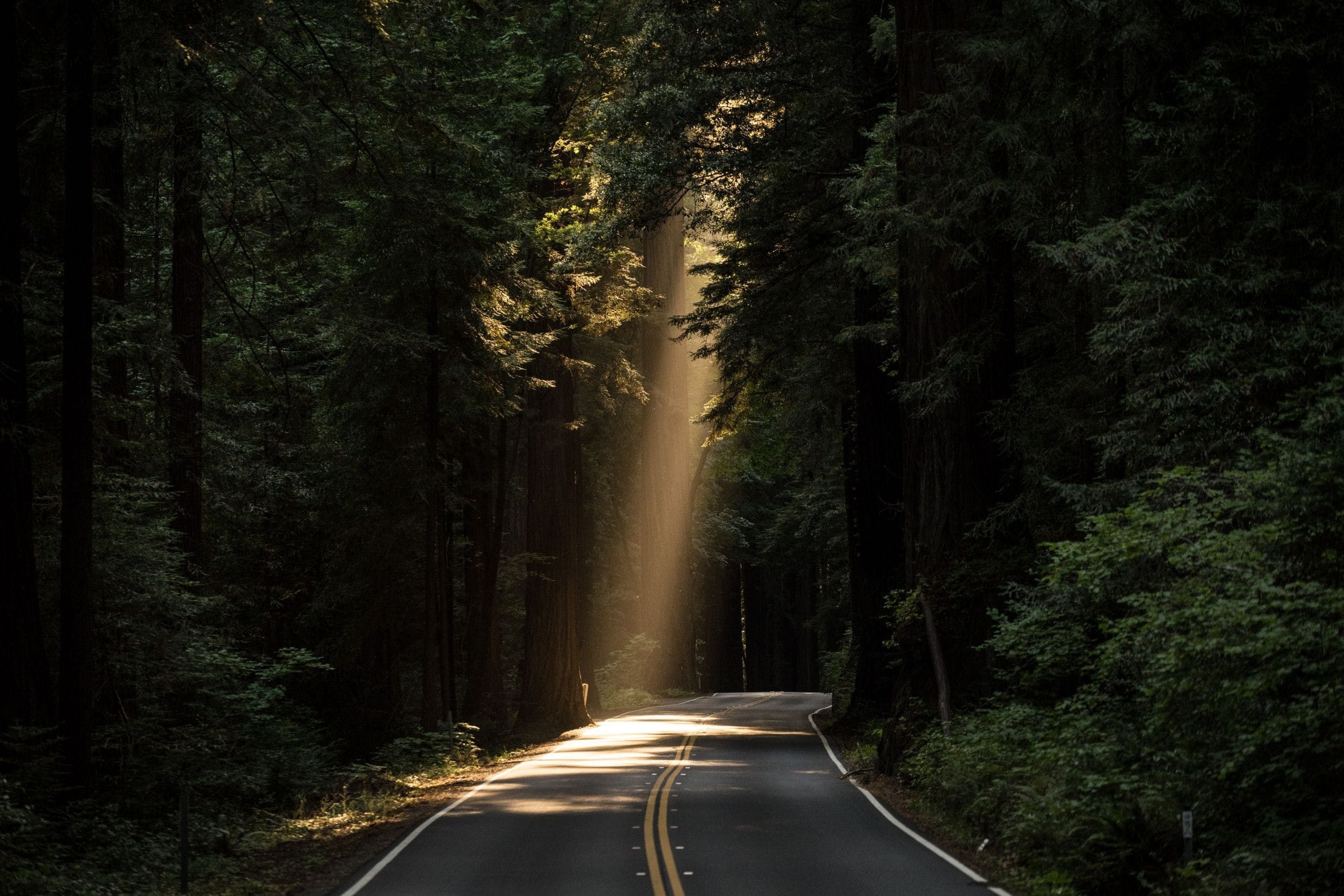 redwood forest road, sunbeam through forest canopy, two-lane asphalt highway, HD Desktop wallpaper