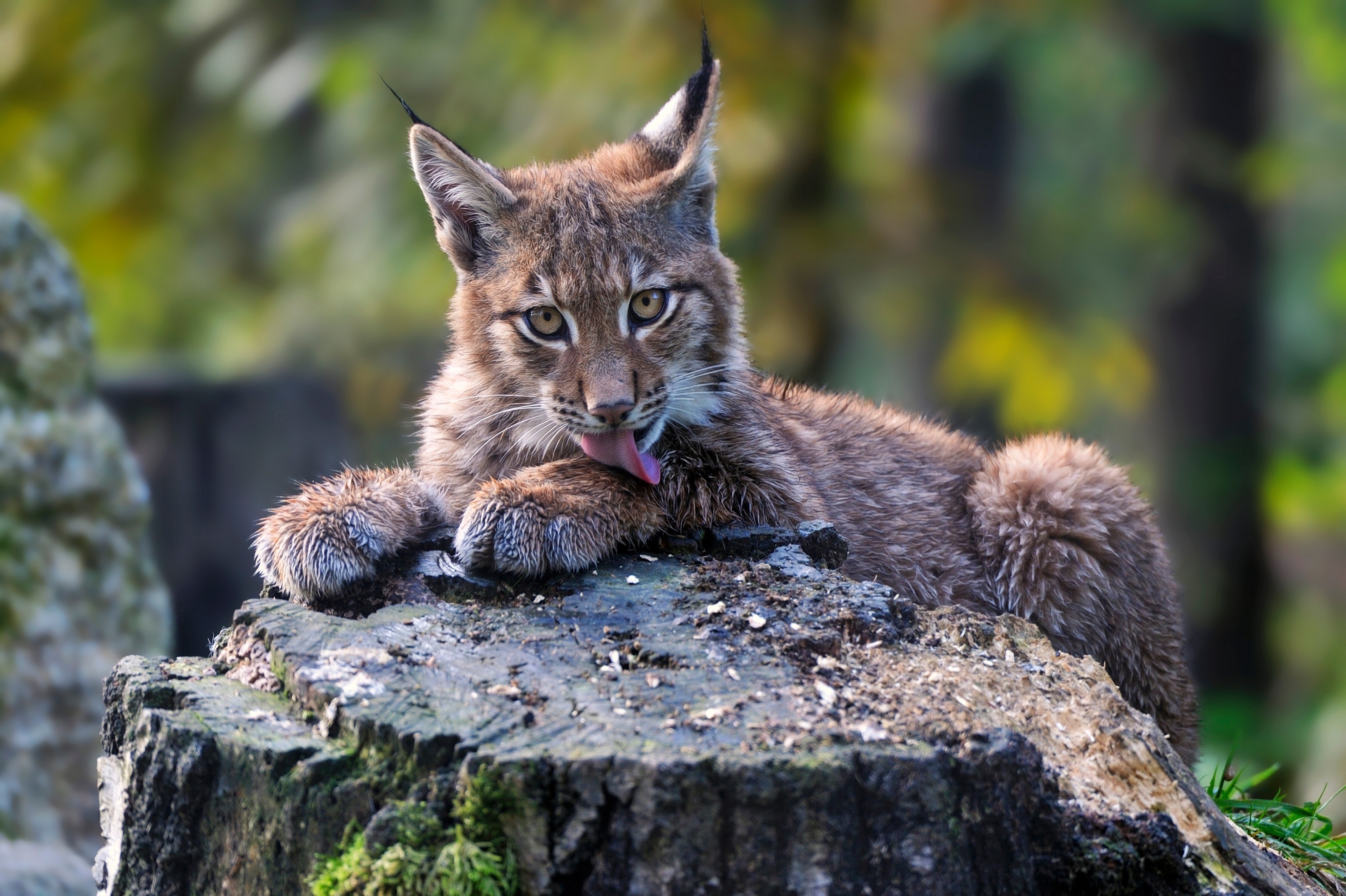Lynx, Cute baby lynx, Fluffy stump tail, Adorable desktop background, 3200x2130 HD Desktop