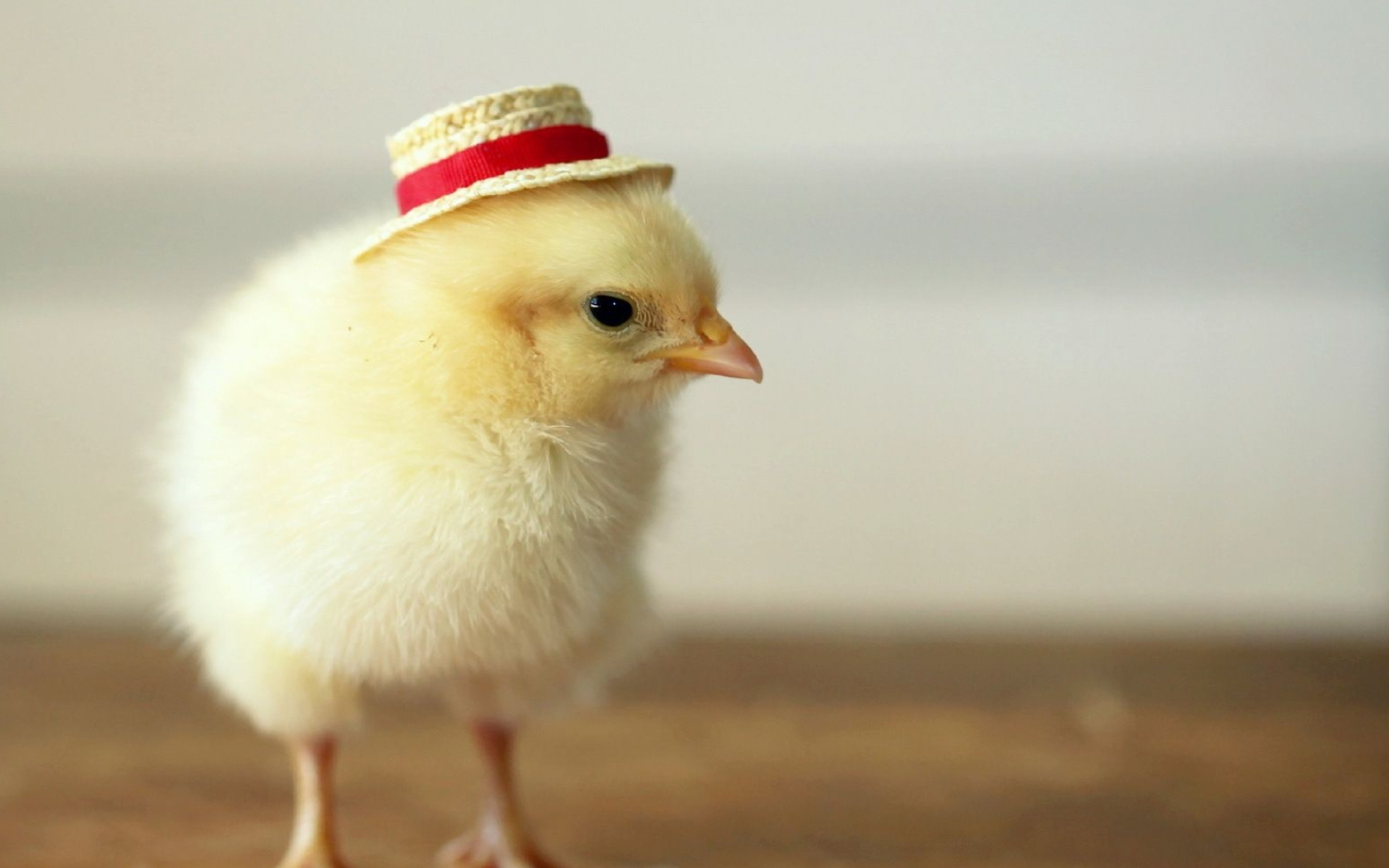 Chicken wallpapers, Feathered friends, Farmyard cuteness, Feathered beauty, 1920x1200 HD Desktop