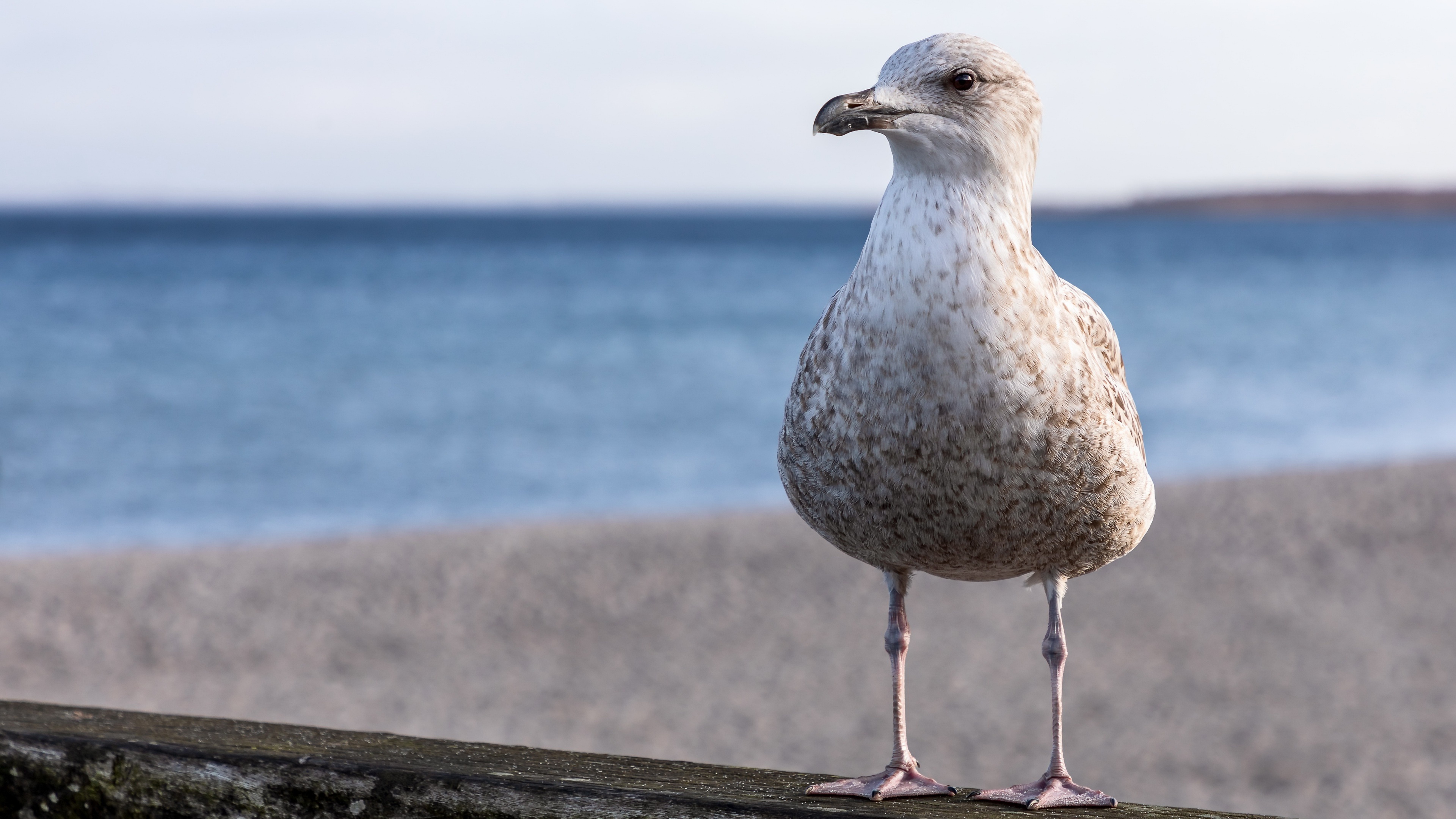 Seagull beauty, Majestic marine creatures, Aerial wallpapers, Nature's grace, 3840x2160 4K Desktop