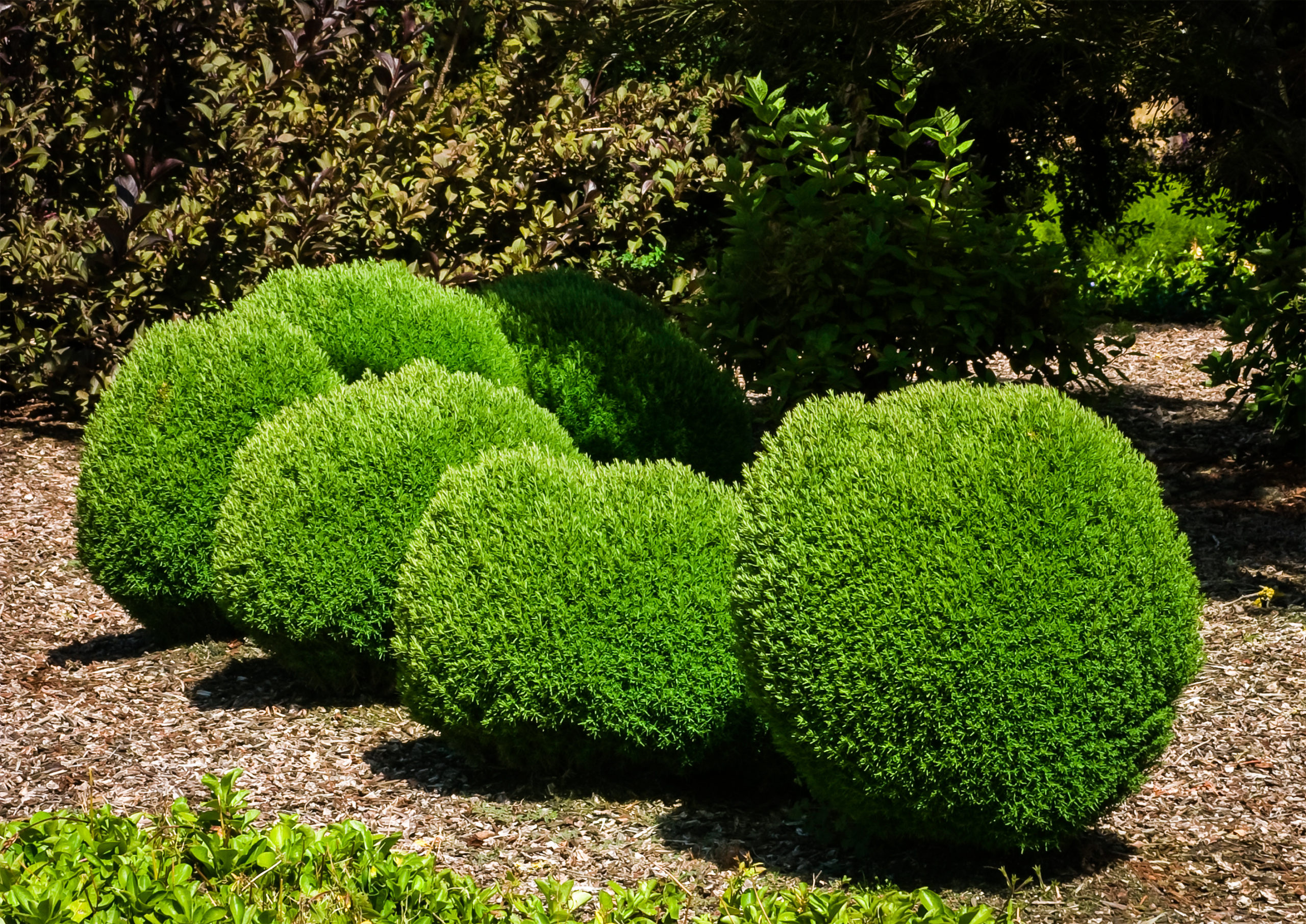 Teddy arborvitae shrubs, Tree center's offering, Compact and charming, Ornamental delight, 2560x1820 HD Desktop