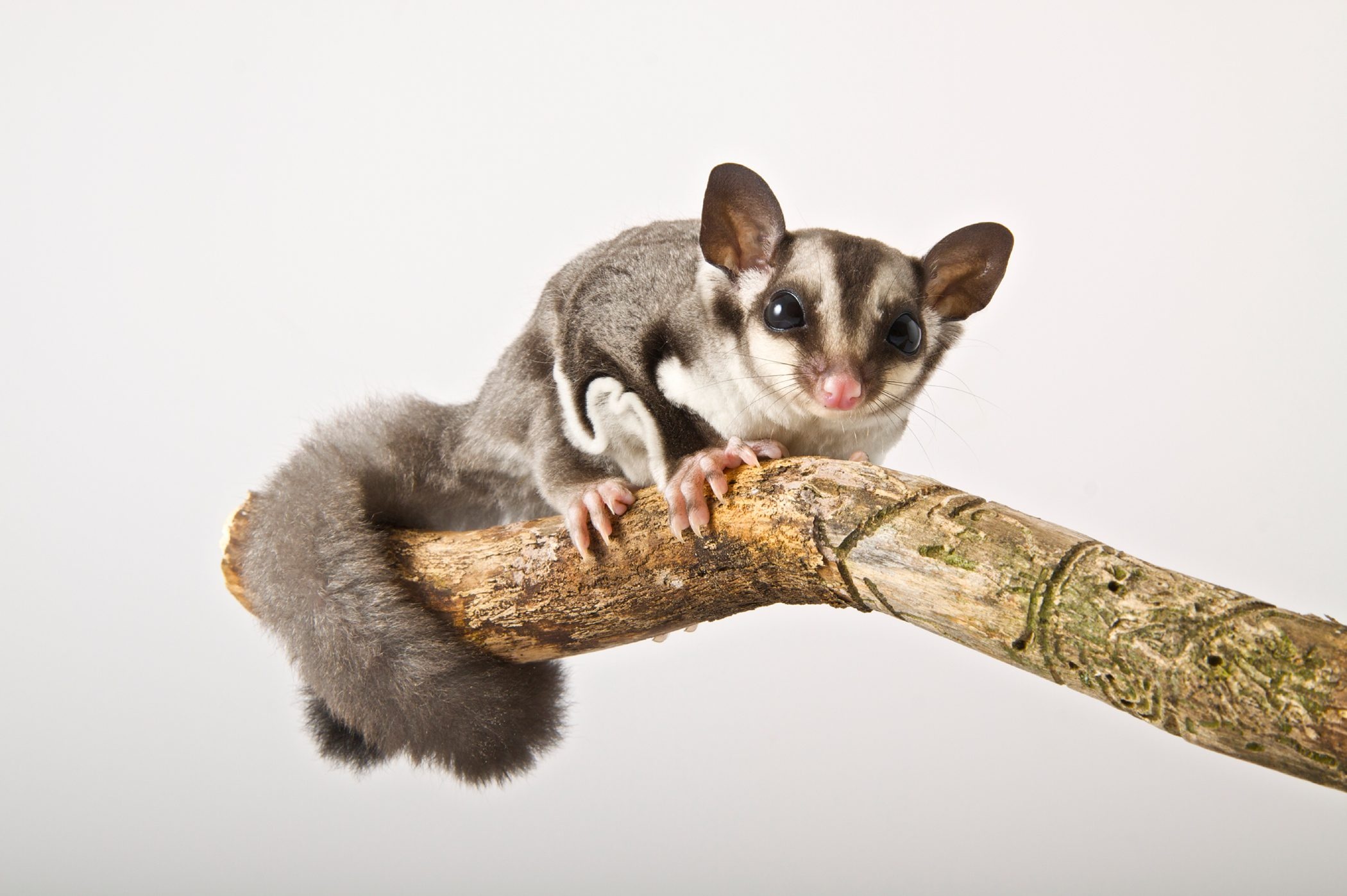 Sugar glider, Exotic pet, Endearing creature, Animal lovers' delight, 2100x1400 HD Desktop