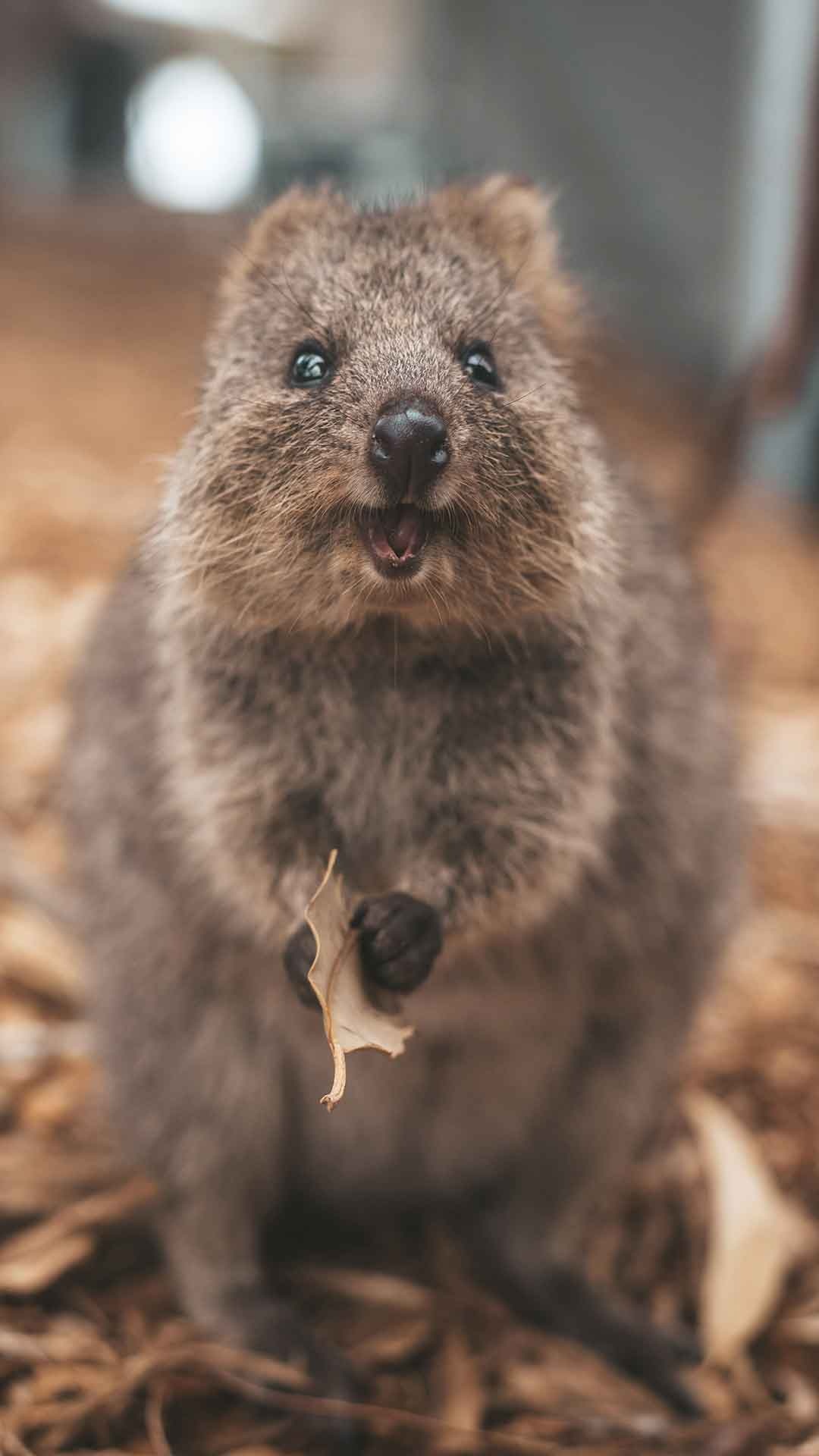 Quokka TV show, Singapore travel, Quokka exploration, Adventure series, 1080x1920 Full HD Phone