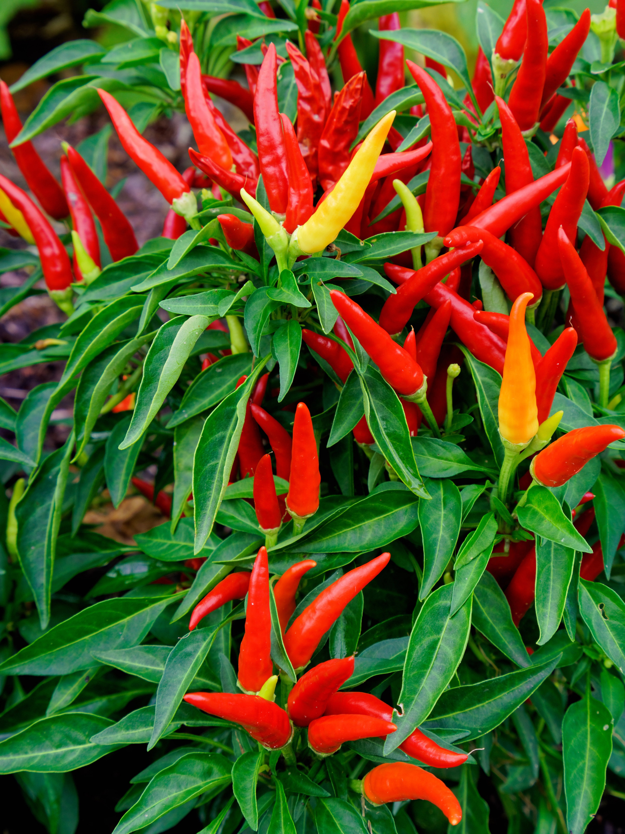 Plant, Chili Pepper Wallpaper, 2050x2740 HD Phone