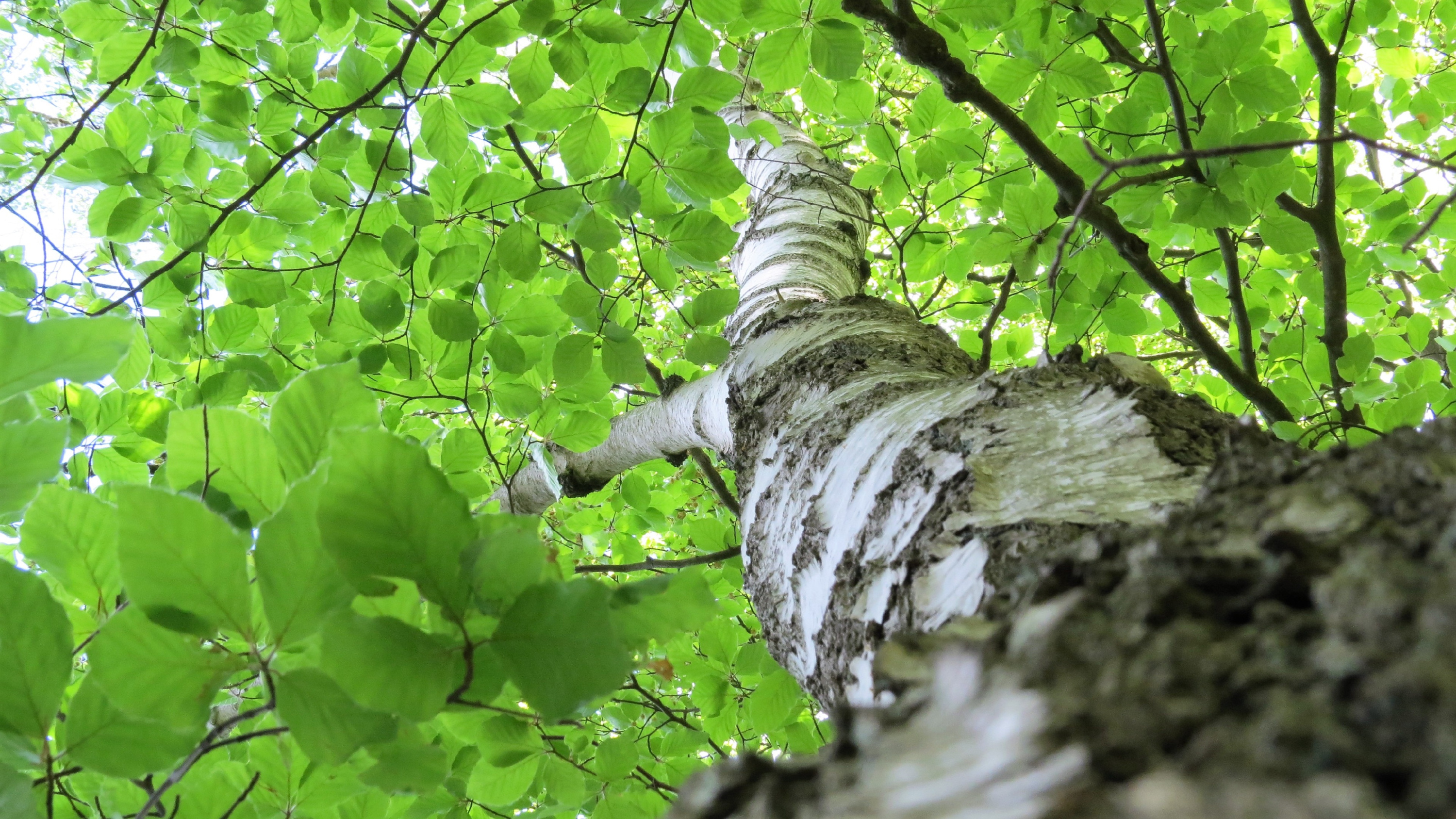 Looking up, Birch tree, 3000x1690 HD Desktop