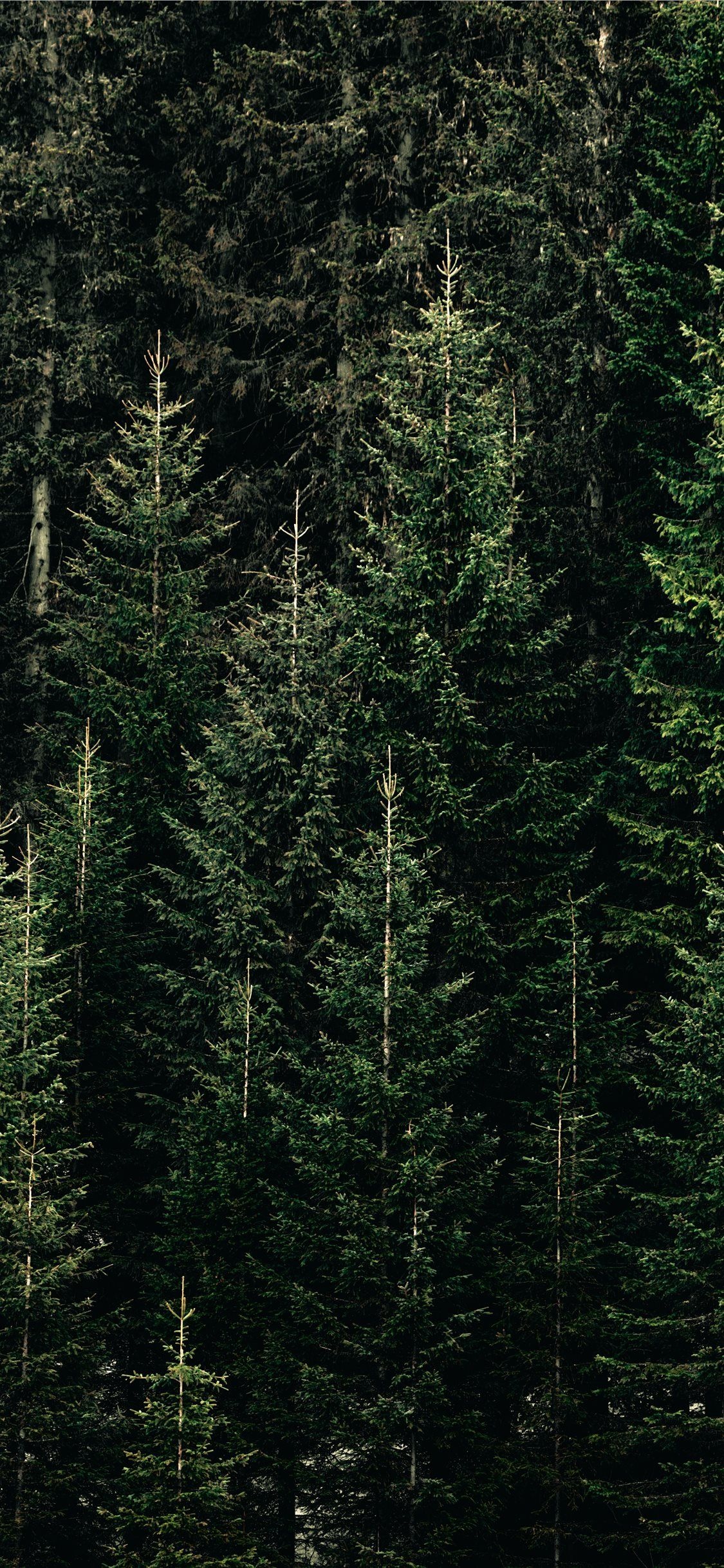 dense spruce forest, evergreen pine tree canopy, dark green conifer needles, HD Phone wallpaper