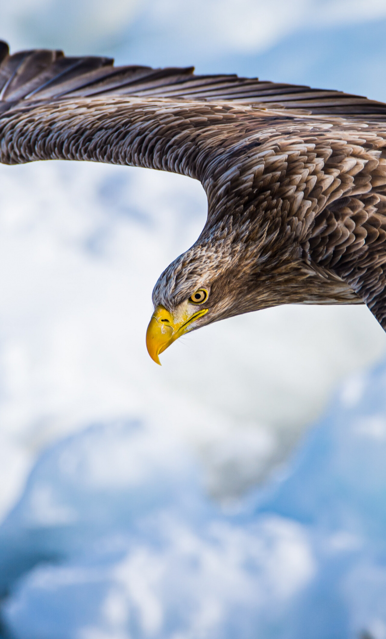 White-tailed eagle, Eagles Wallpaper, 1280x2120 HD Phone
