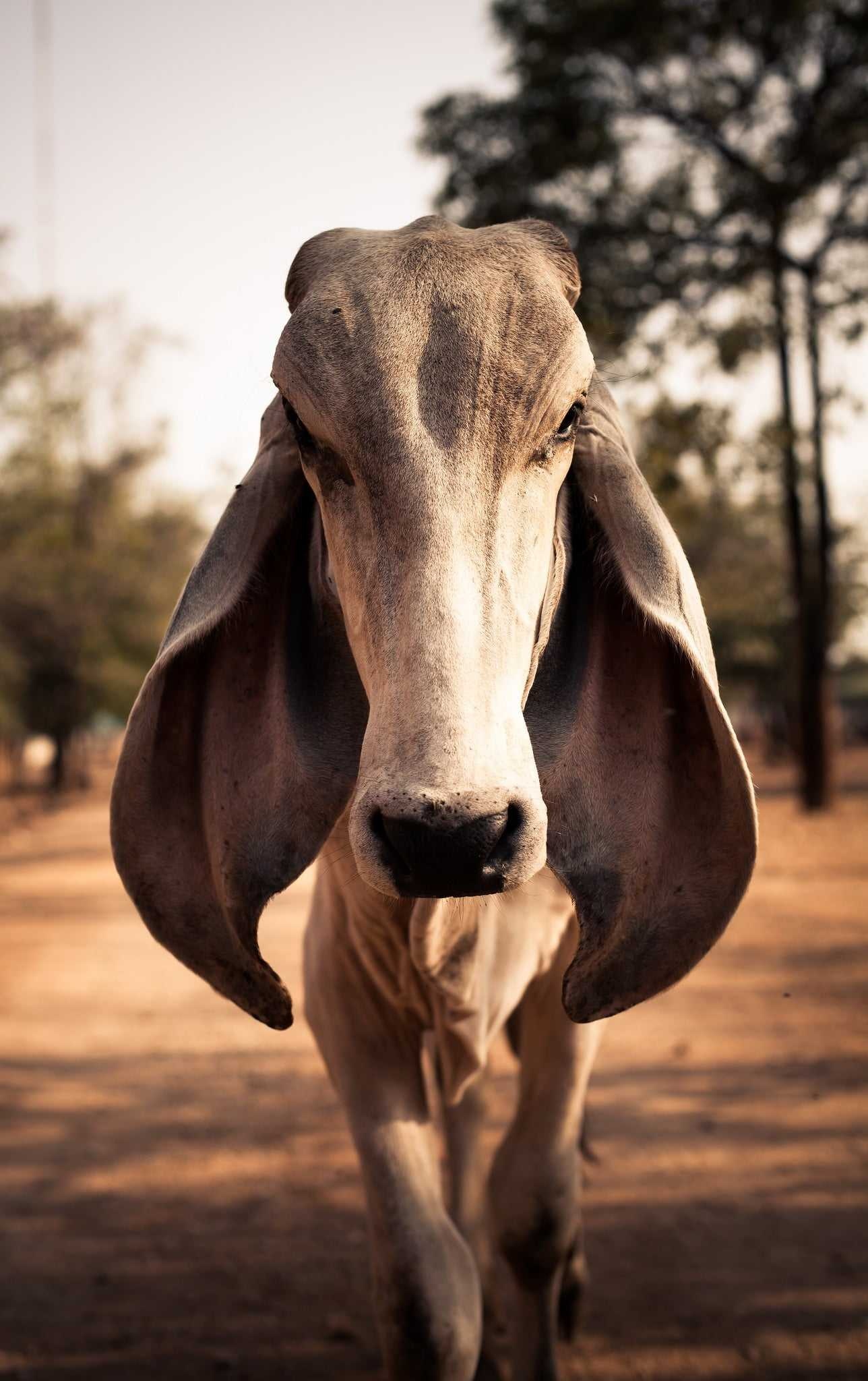 The Indu-Brasil, Cow Wallpaper, 1290x2050 HD Phone