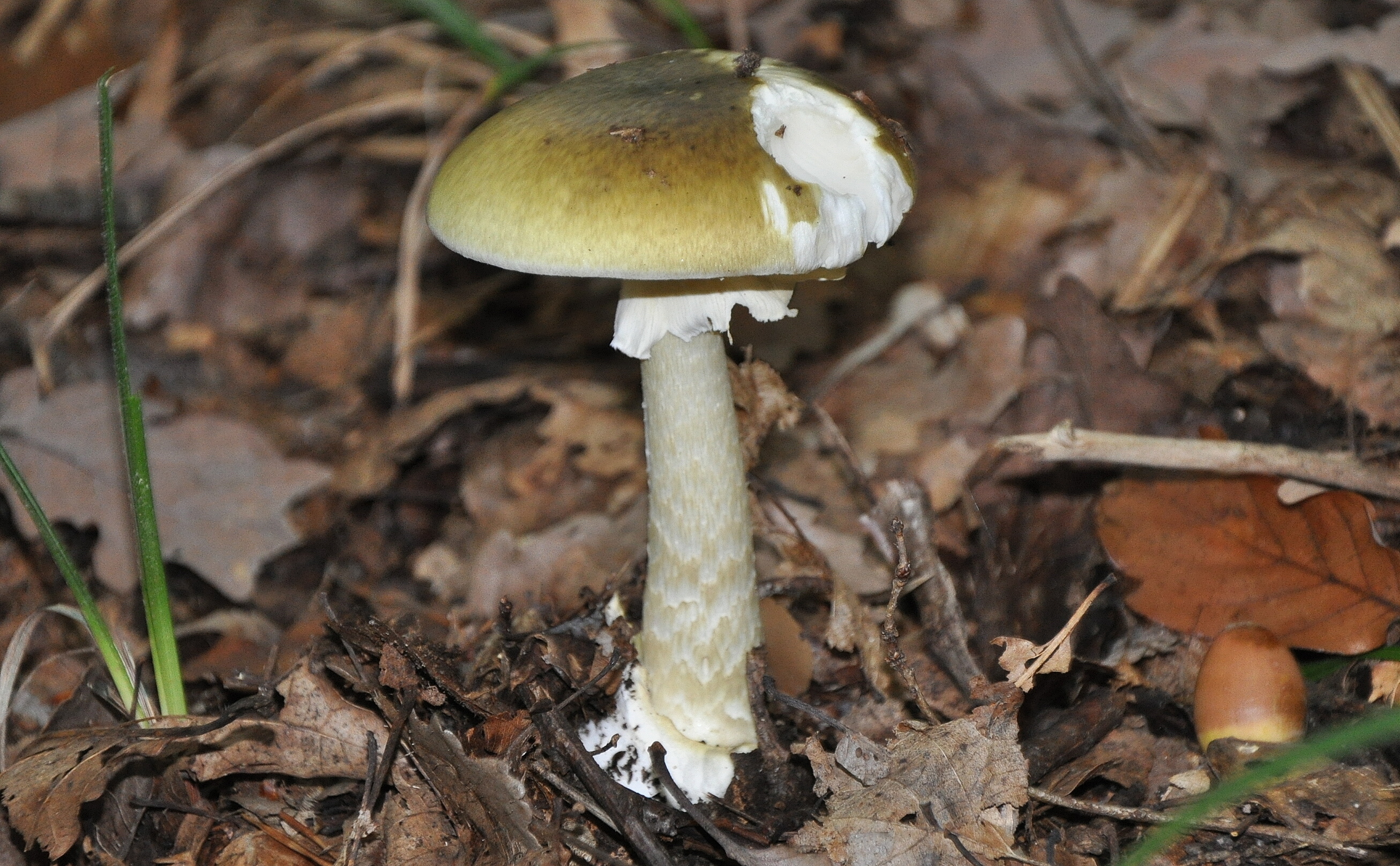 Amanita phalloides, Death cap, Toxic beauty, Nature's warning, 2620x1620 HD Desktop