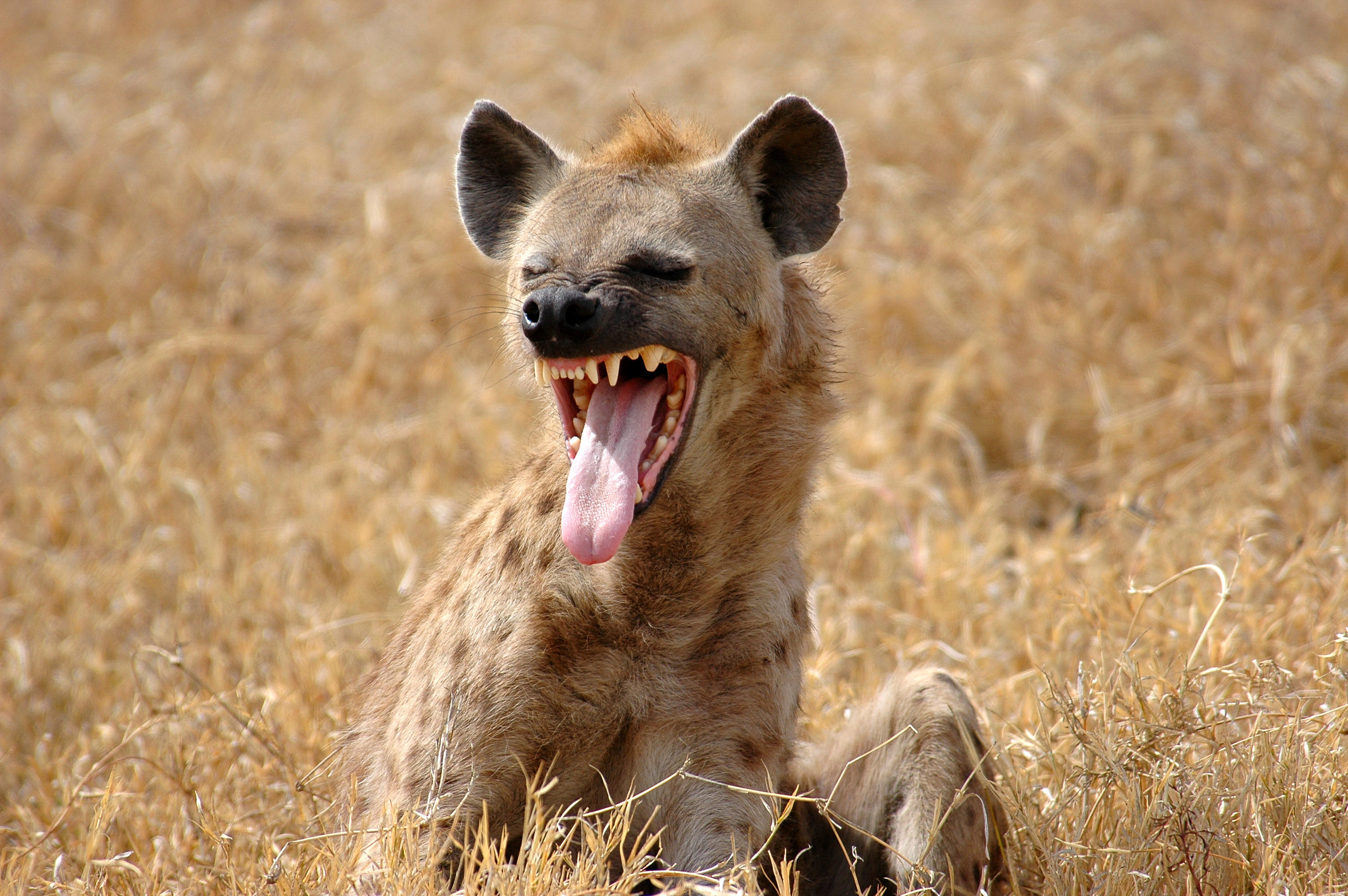 Yawn, Hyena Wallpaper, 3010x2000 HD Desktop