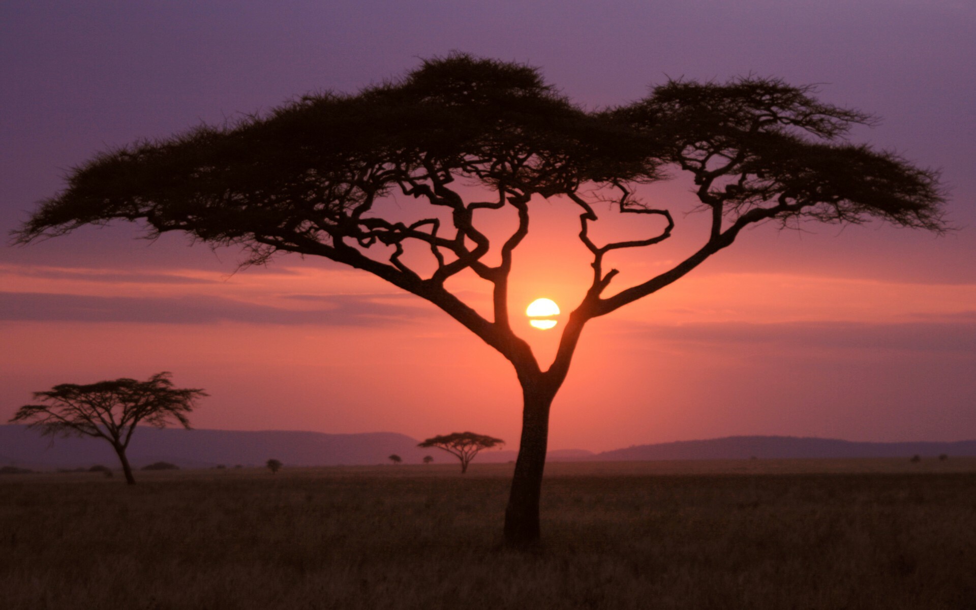 Savanna, National Geographic Wallpaper, 1920x1200 HD Desktop