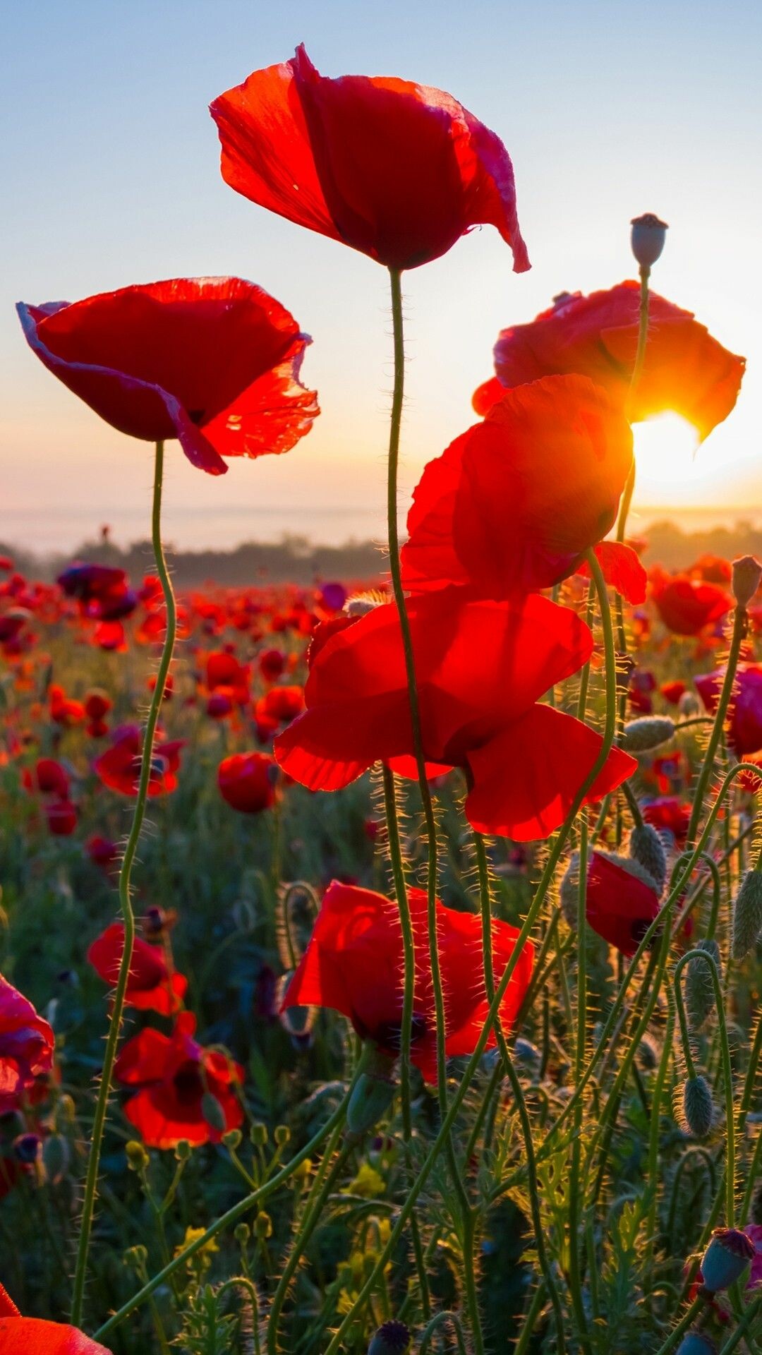 Poppy Flower, Remembrance day poppies, Field of flowers, Beautiful nature, 1080x1920 Full HD Phone