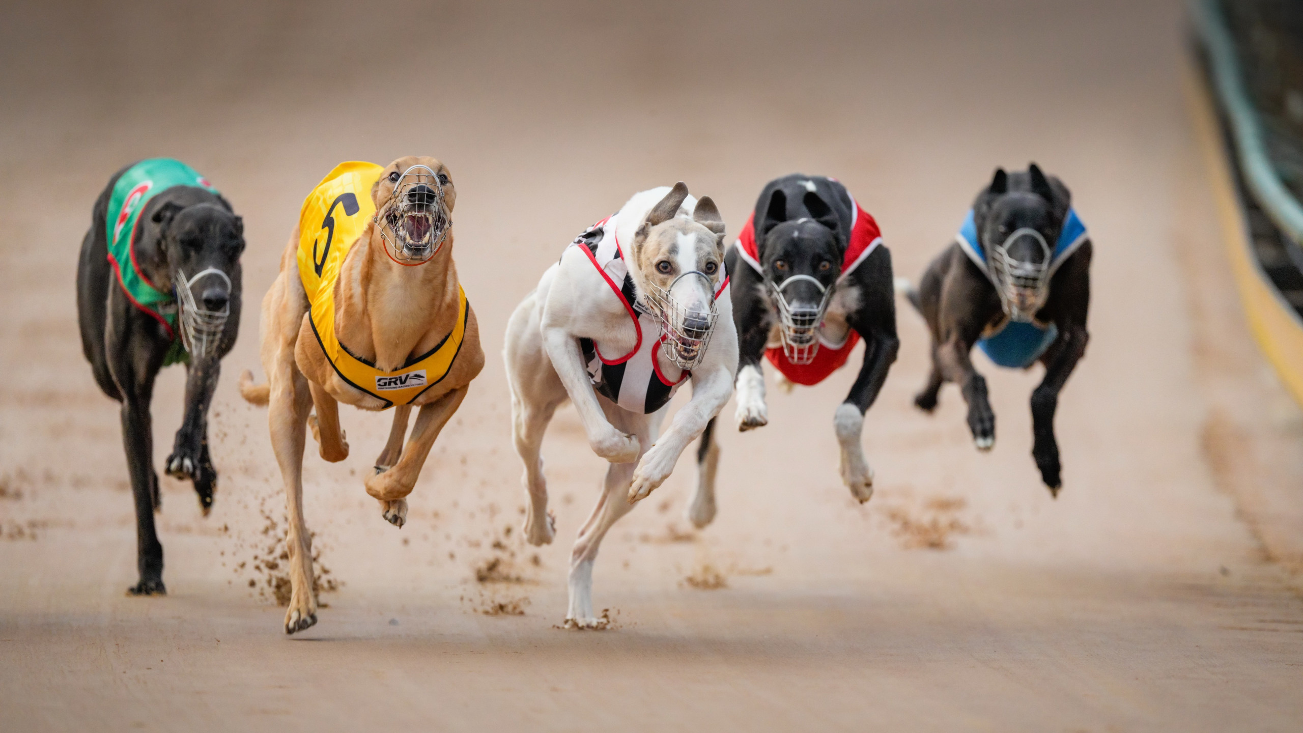 Race, Dog Sports Wallpaper, 2560x1440 HD Desktop