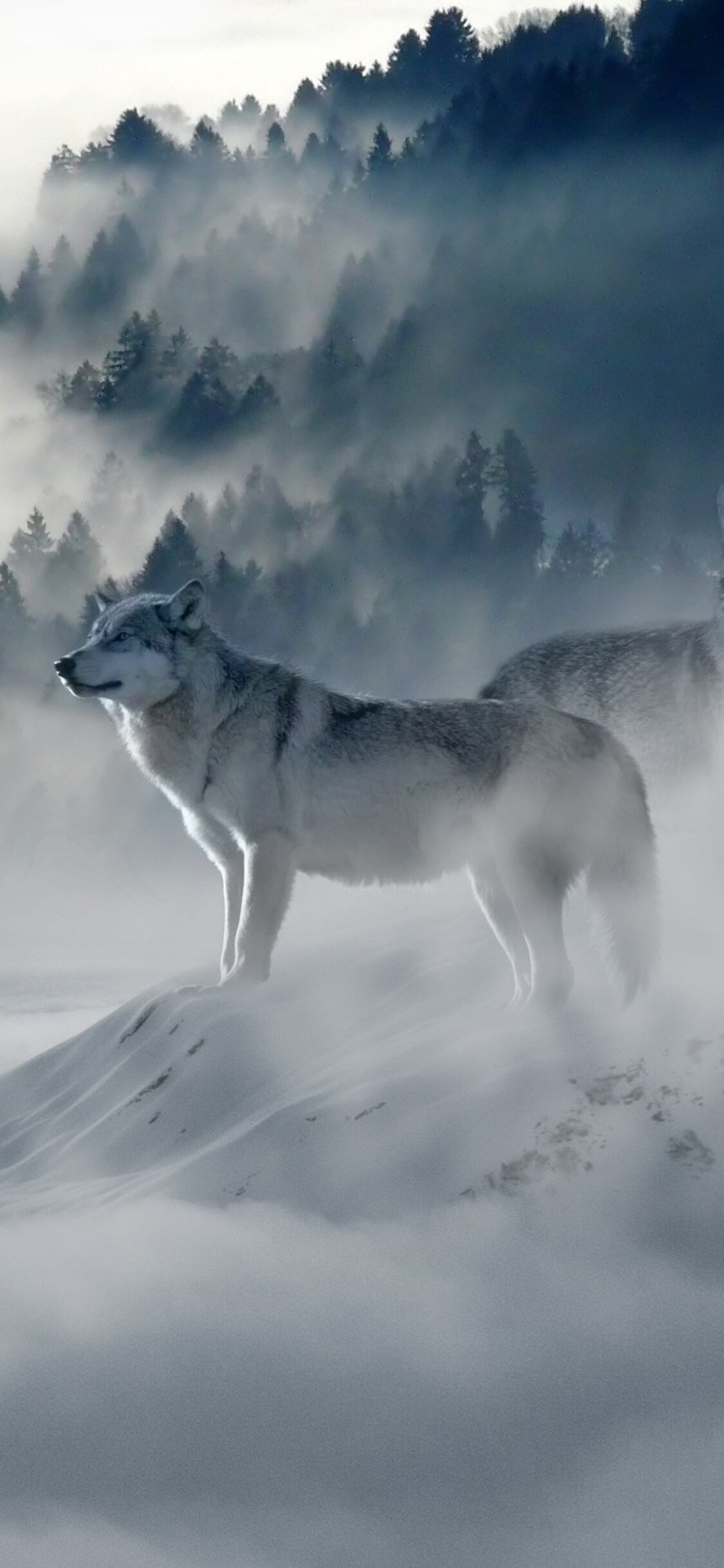 Snow wolf iPhone wallpaper, Winter's embrace, Serene snowfall, Arctic tranquility, 1130x2440 HD Phone