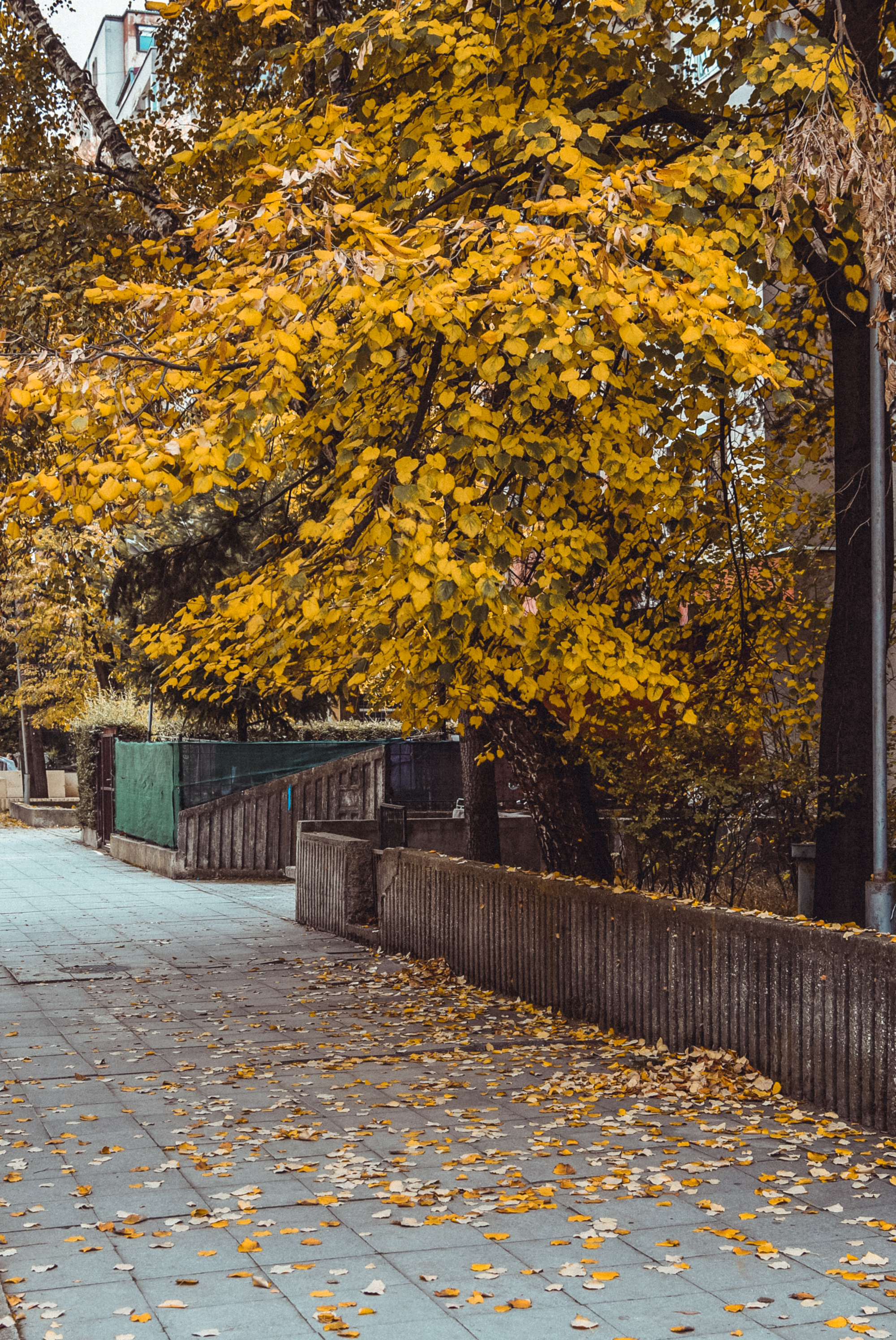 Ginkgo Biloba, Stunning scenes, Free photos, Pexels collection, 2000x3000 HD Phone