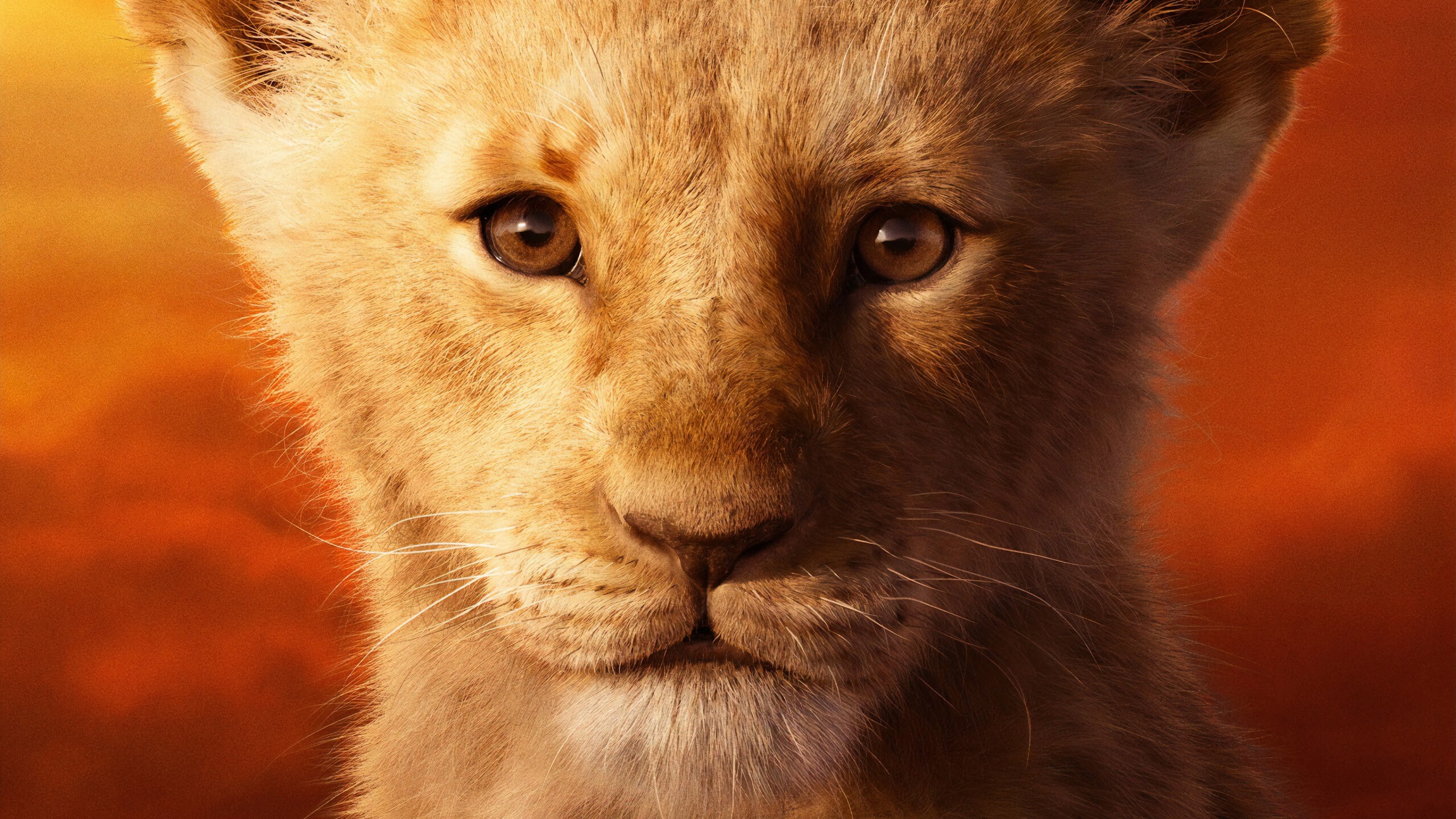 Lion King, Wallpapers, 2560x1440 HD Desktop