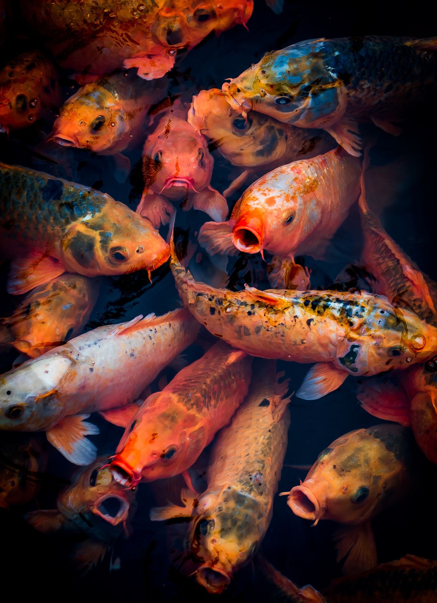 Hue Koi, Koi art, Colorful beauty, Artistic creativity, 1490x2050 HD Phone