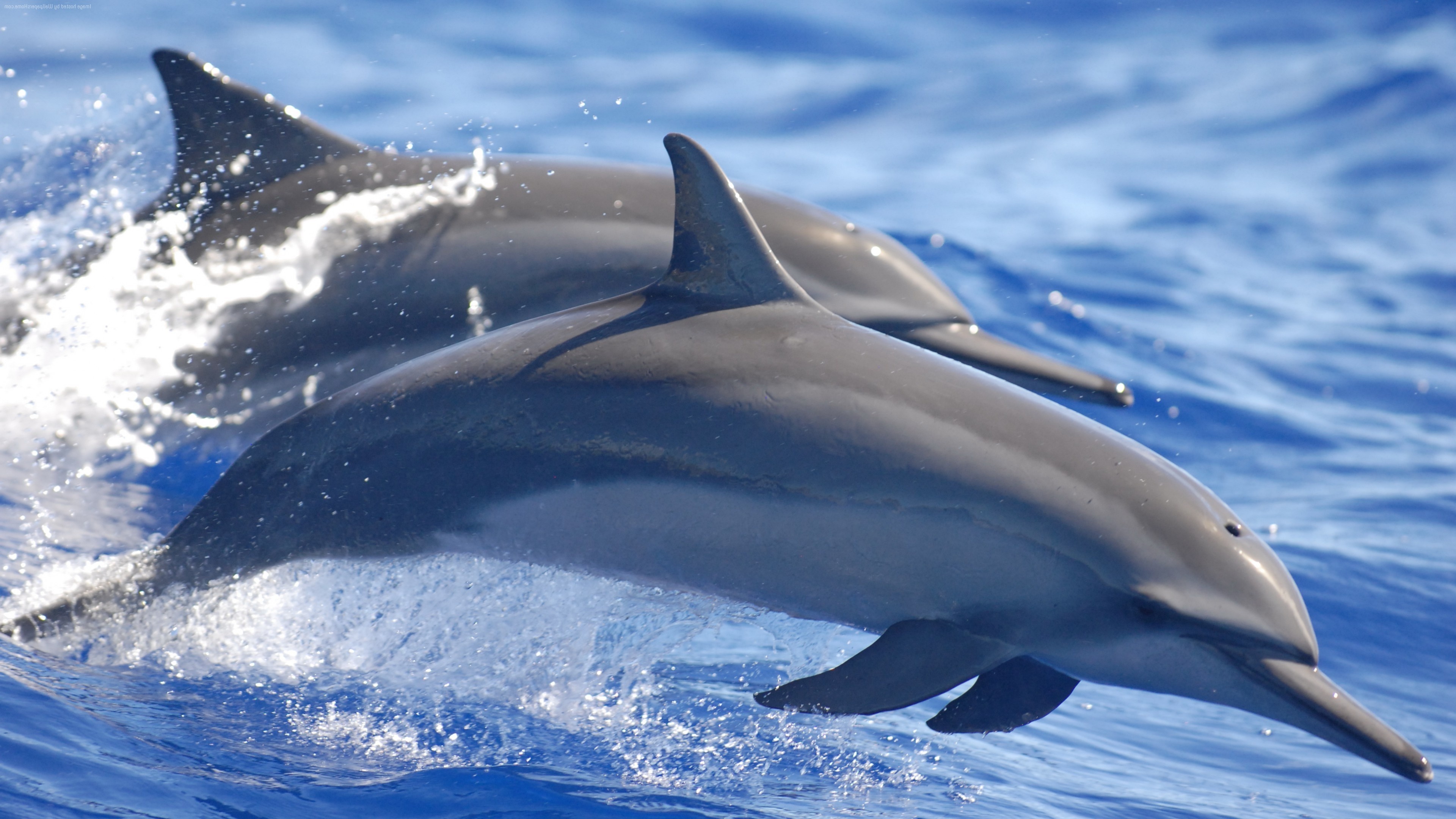 Water animal wallpapers, Beautiful aquatic creatures, HD backgrounds, Marine beauty, 3840x2160 4K Desktop
