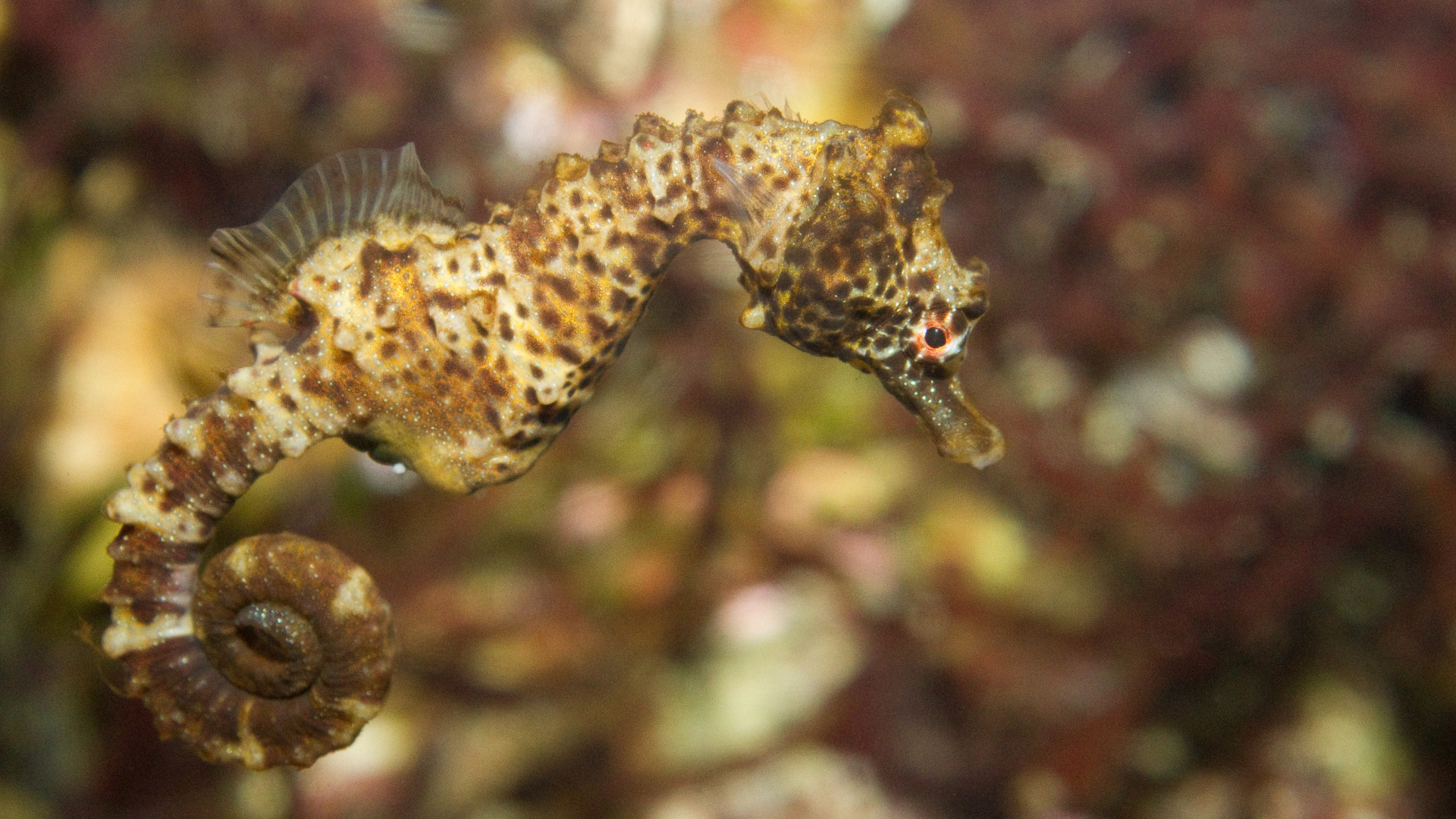 Seahorse, Extinction assessment, Threatened species, The Revelator, 1920x1080 Full HD Desktop