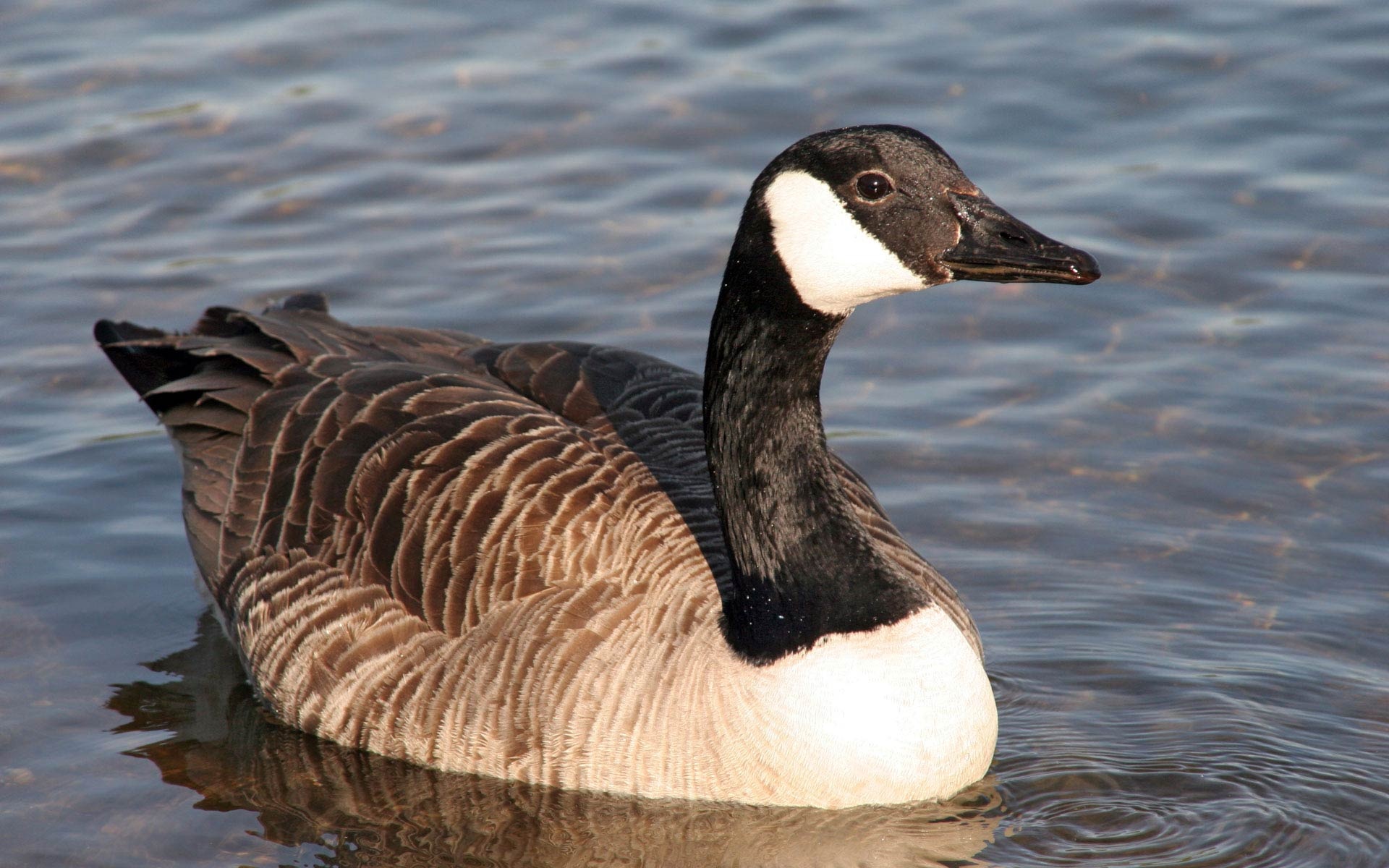 Geese wallpaper, Flock of birds, Avian beauty, Nature's backdrop, 1920x1200 HD Desktop