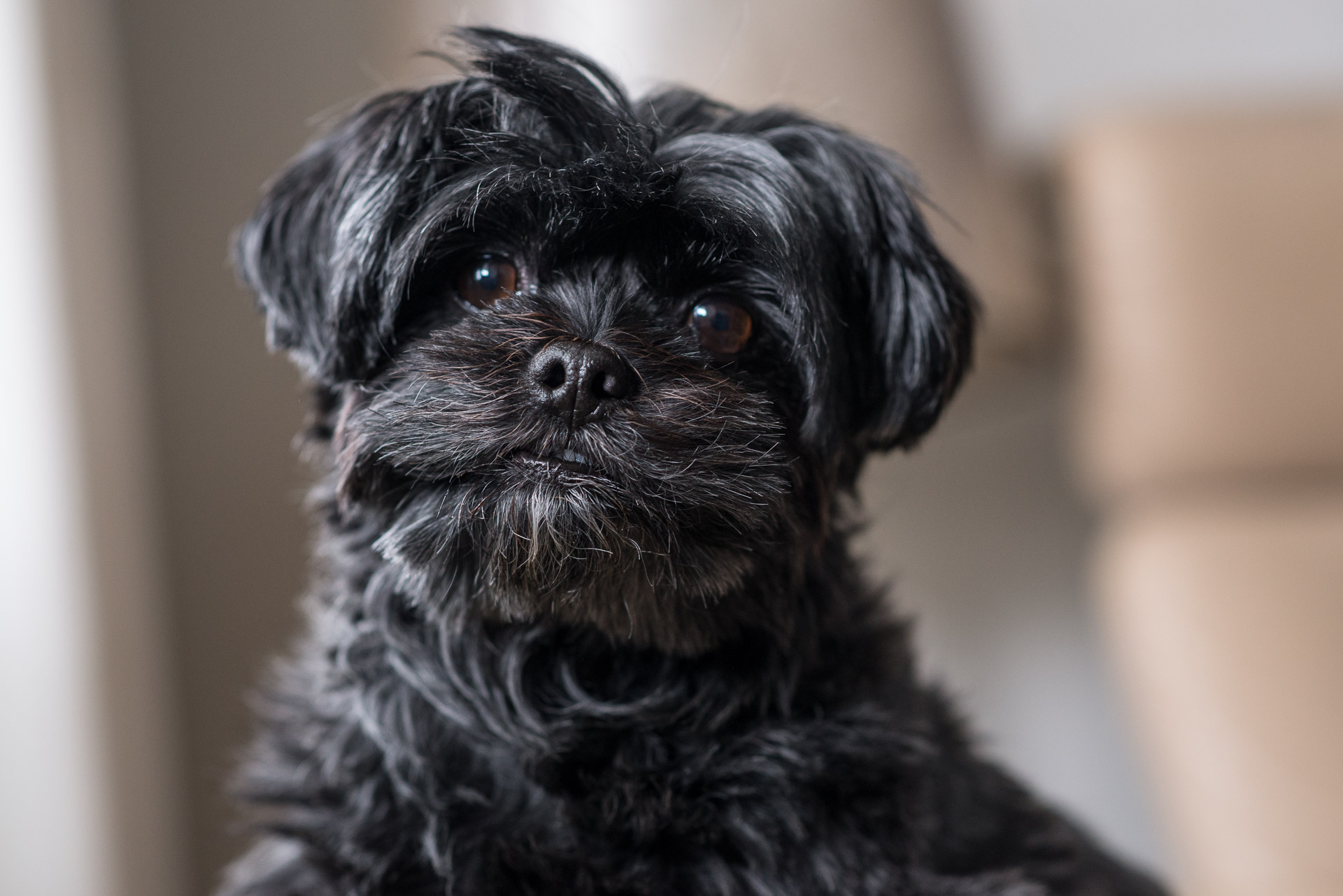 Brussels Griffon, Pet photography, Creative captures, Furry friends, 1920x1290 HD Desktop