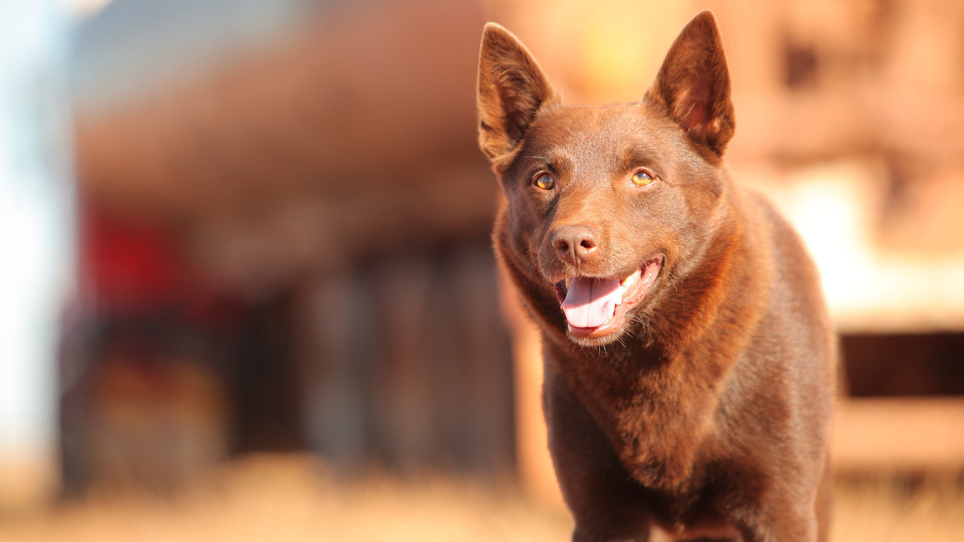 Red Dog, Koko, HD wallpaper, Background image, 1920x1080 Full HD Desktop