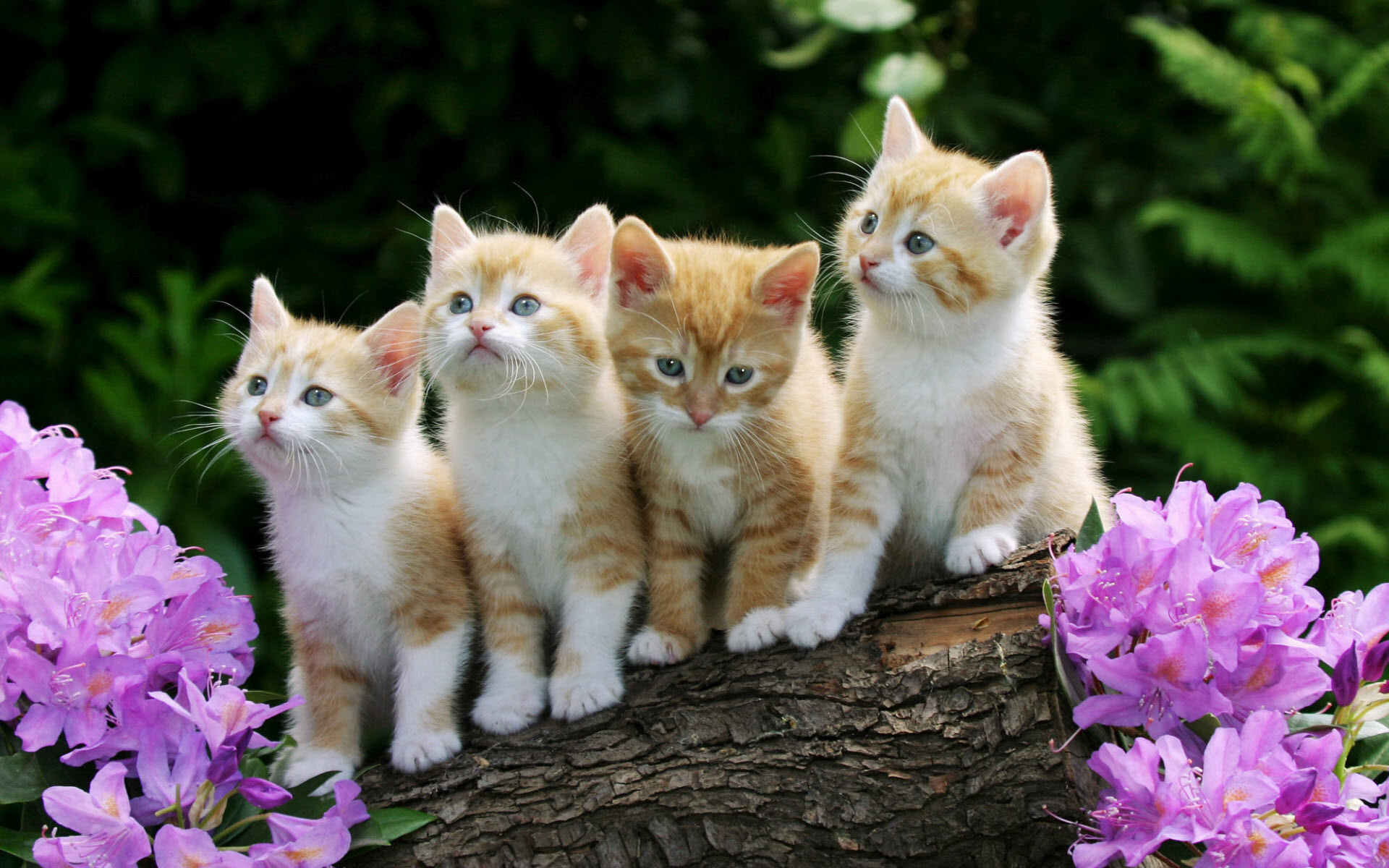 Kittens, Cute Wallpaper, 1920x1200 HD Desktop