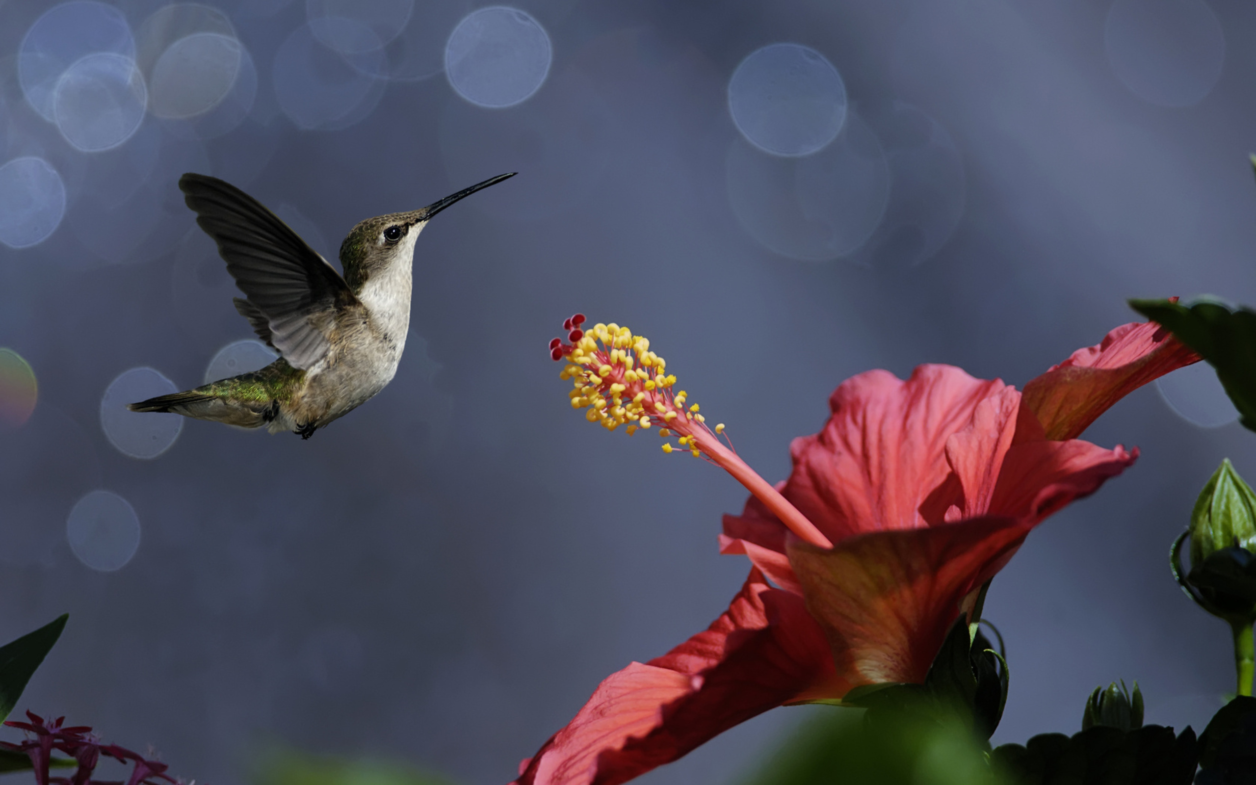 Stigma, Hibiscus Wallpaper, 2560x1600 HD Desktop
