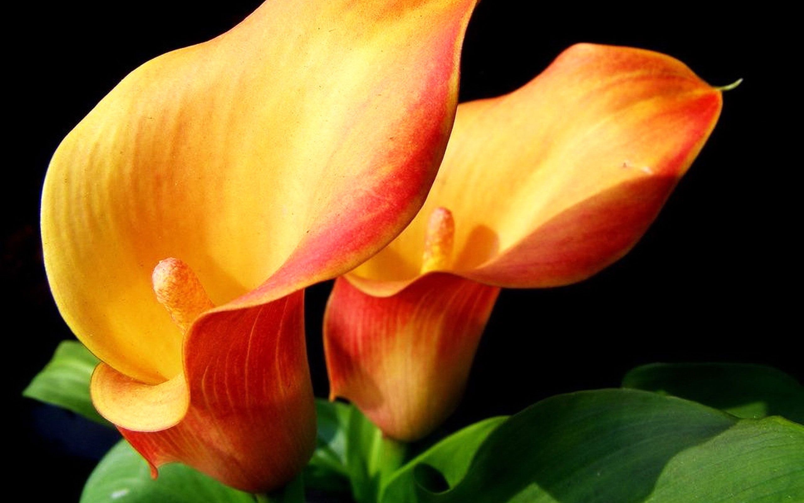 Calla Lily, Exquisite blooms, Vibrant floral display, Captivating flower, 2560x1600 HD Desktop