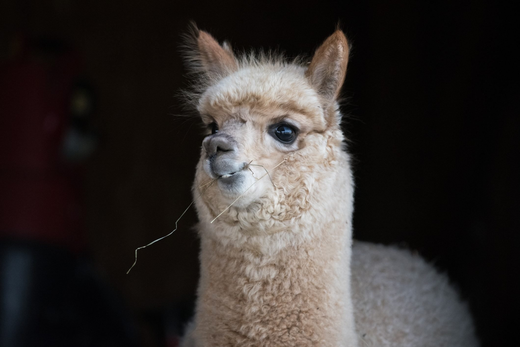 Endearing alpacas, Heartwarming photos, Irresistible charm, Smiling faces, 2120x1420 HD Desktop