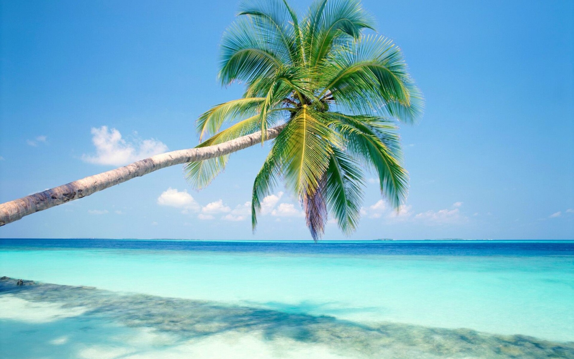 Blue shore, Palm tree wallpaper, Widescreen desktop, Relaxing, 1920x1200 HD Desktop