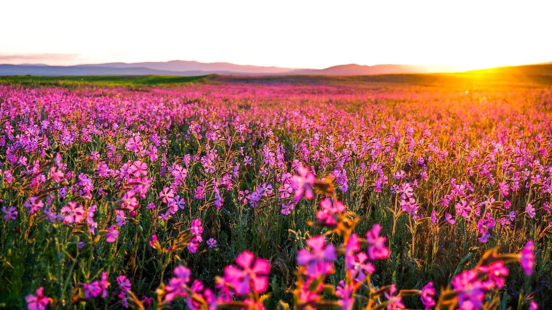 Wildflower field, 4K wallpaper, Nature's canvas, Blossoming meadow, 1920x1080 Full HD Desktop