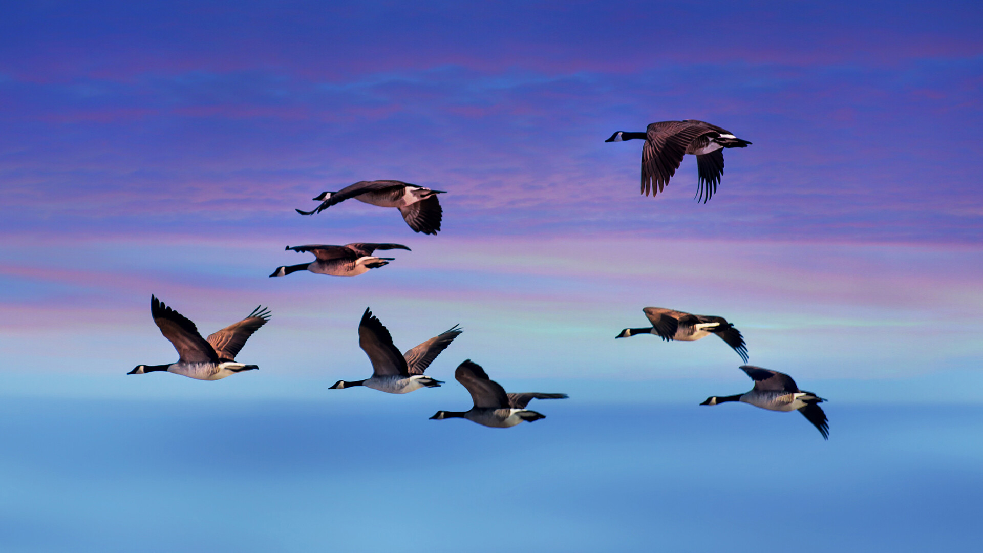 Majestic Canada geese, HD backgrounds, Wondrous wildlife, Nature's beauty, 1920x1080 Full HD Desktop